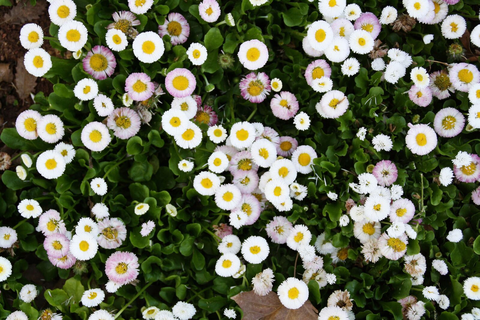 Canon EOS 1000D (EOS Digital Rebel XS / EOS Kiss F) sample photo. Flowers, spring, nature photography