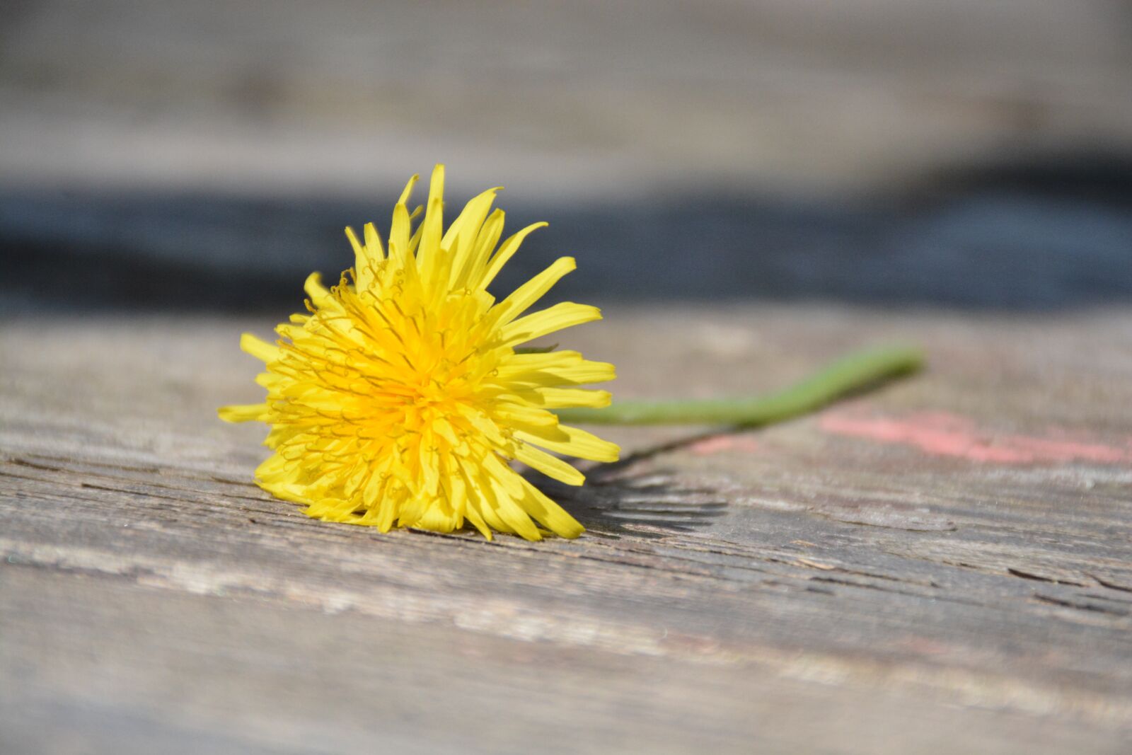 Nikon D7100 sample photo. Dandelion, yellow, spring photography
