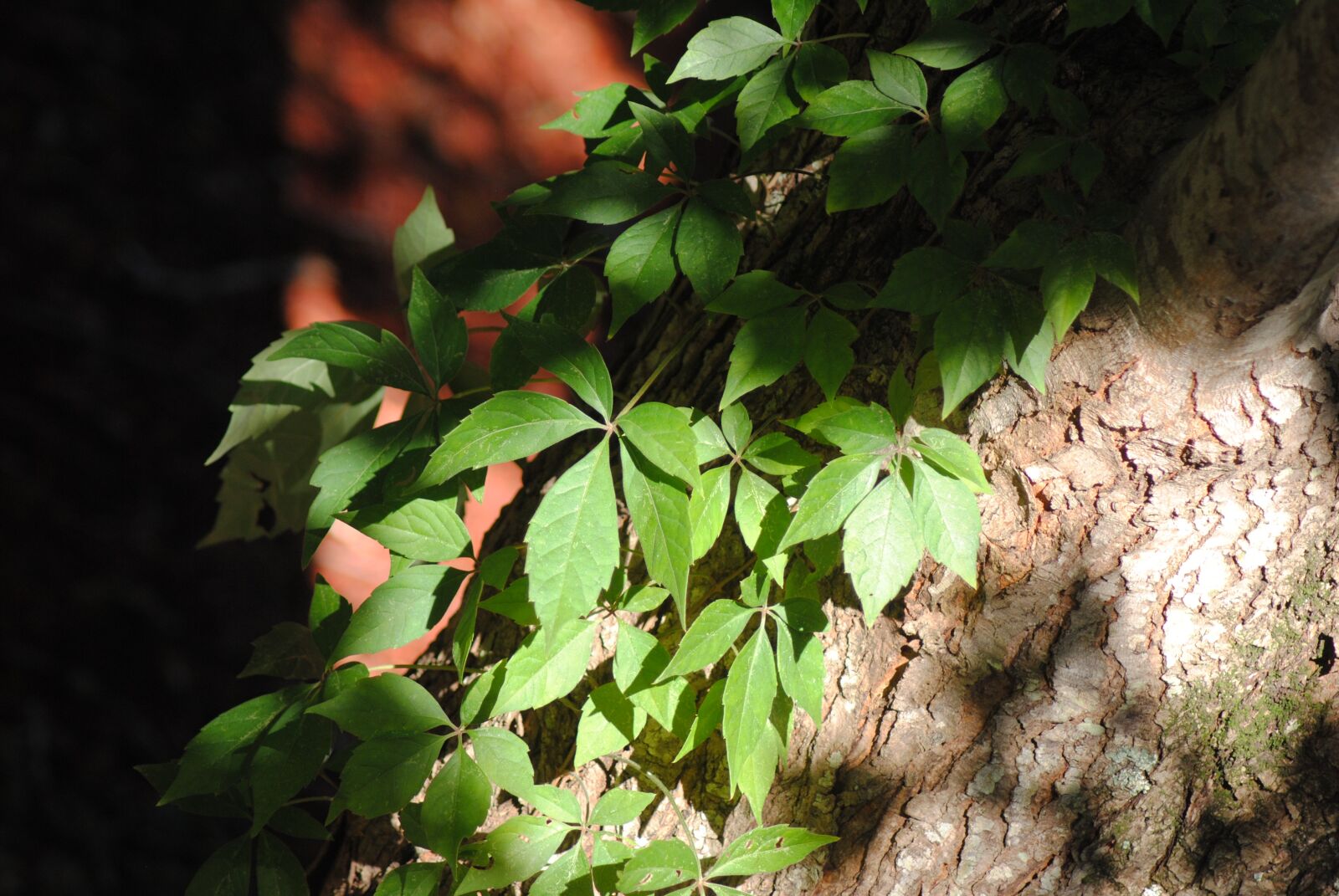 Nikon D3000 sample photo. Ivy, trees, leaves photography