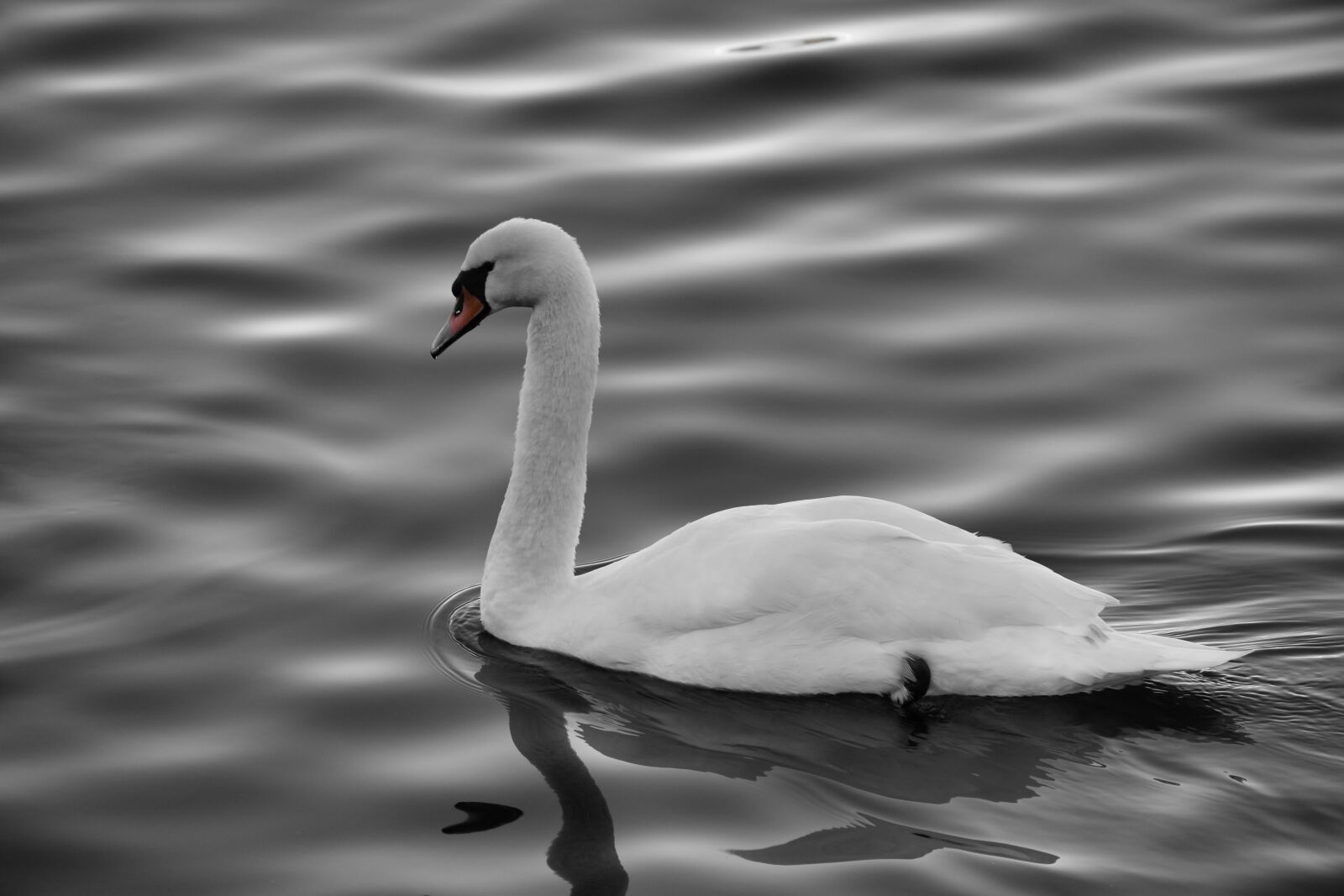 Nikon D5600 sample photo. Swan, bird, water photography