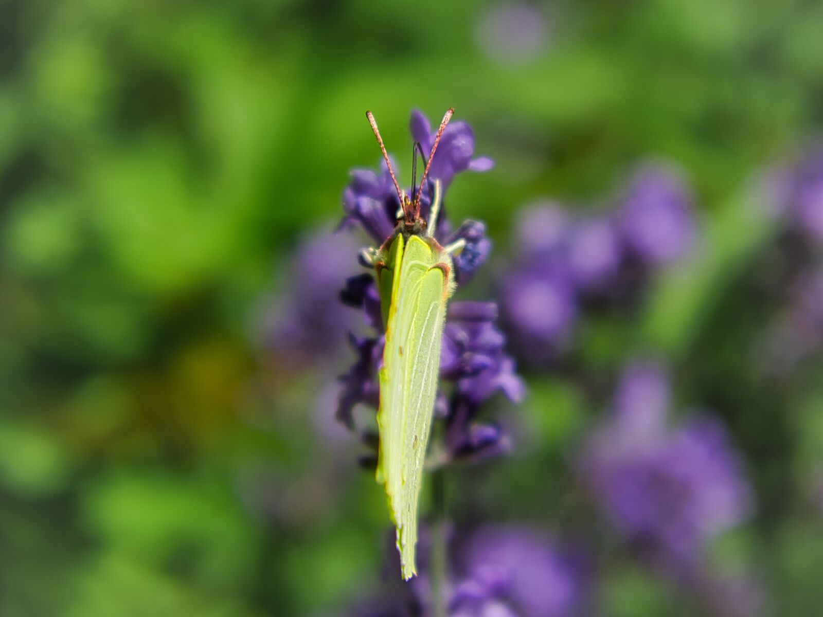 Nikon D3400 sample photo. Butterfly, lavender, green photography