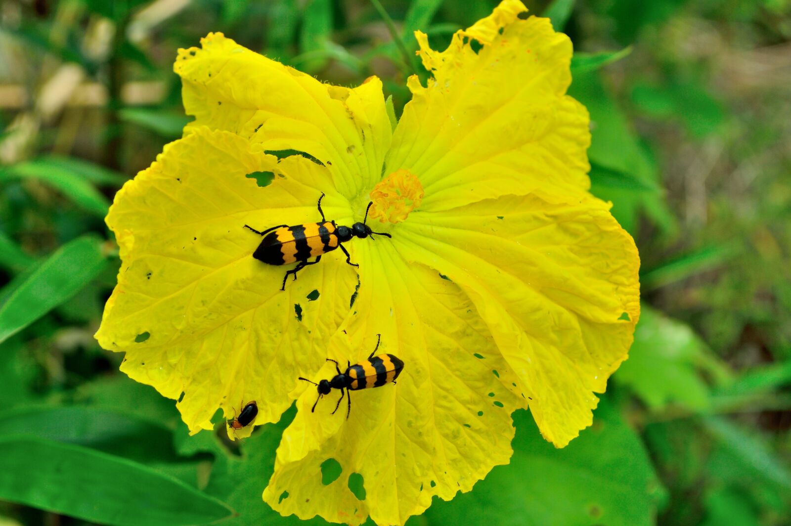 Nikon D3200 sample photo. Flower, spanish fly, luffa photography