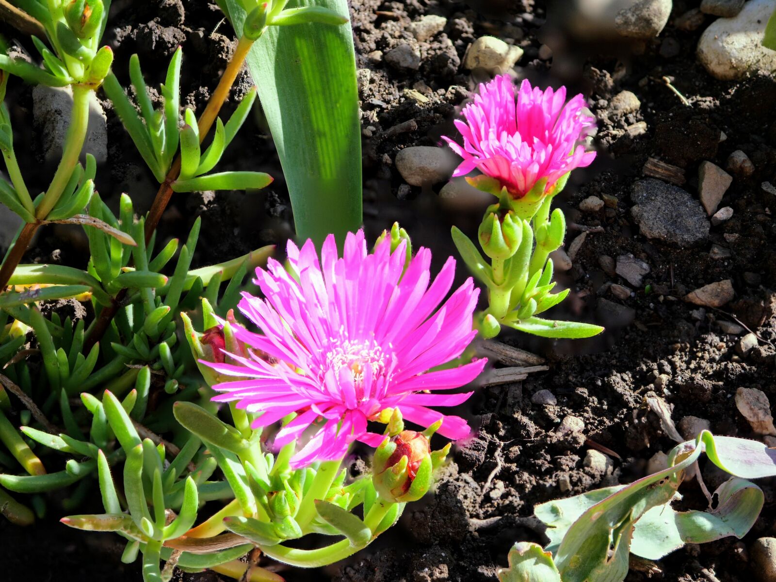 Panasonic Lumix DC-GH5 sample photo. Mittagsblume, blume, lila blume photography