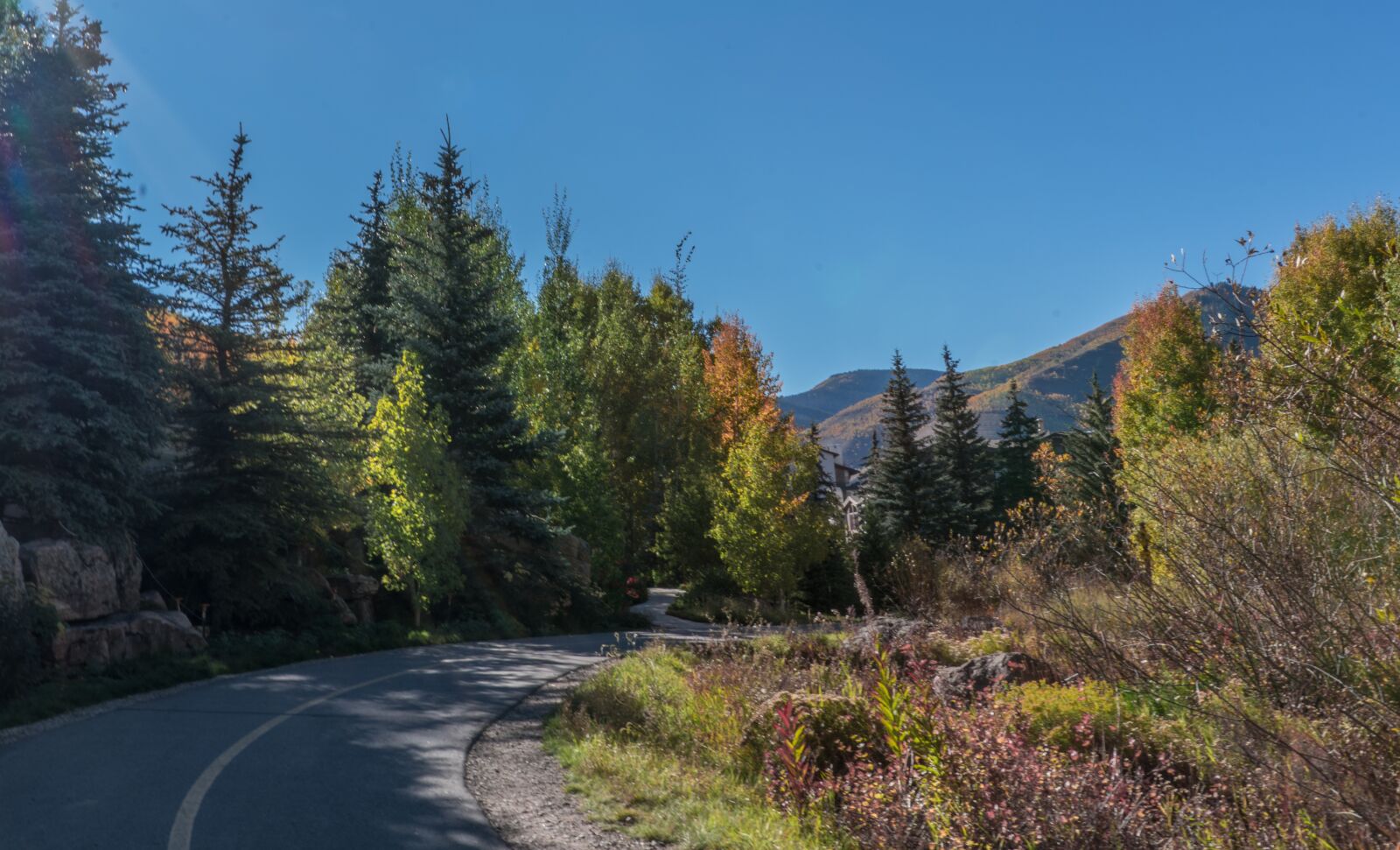 Sony a7R II + Sony FE 24-240mm F3.5-6.3 OSS sample photo. Foliage, vail, colorado photography