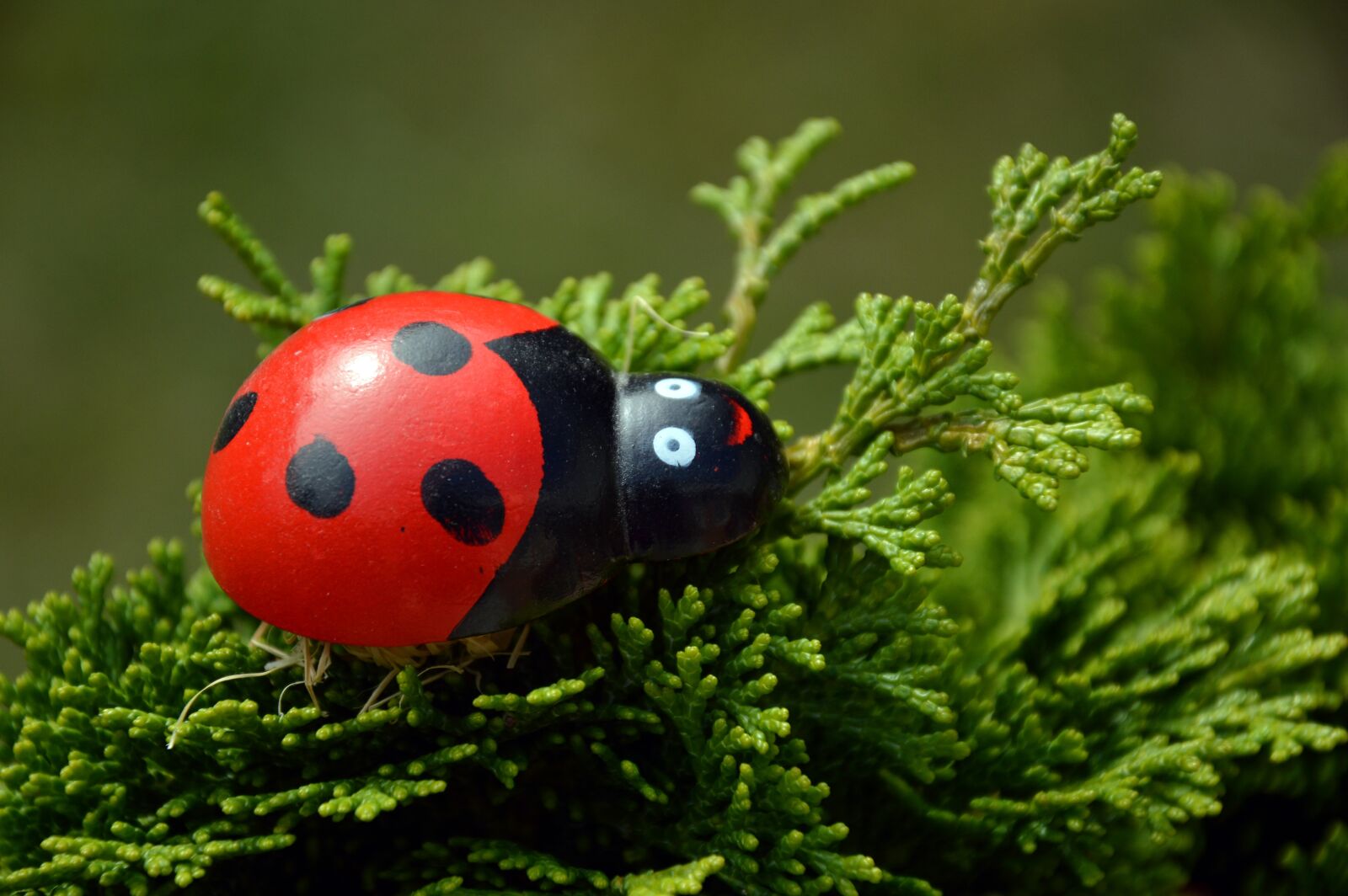 Nikon D3200 sample photo. Ladybug, spotted, beetle photography