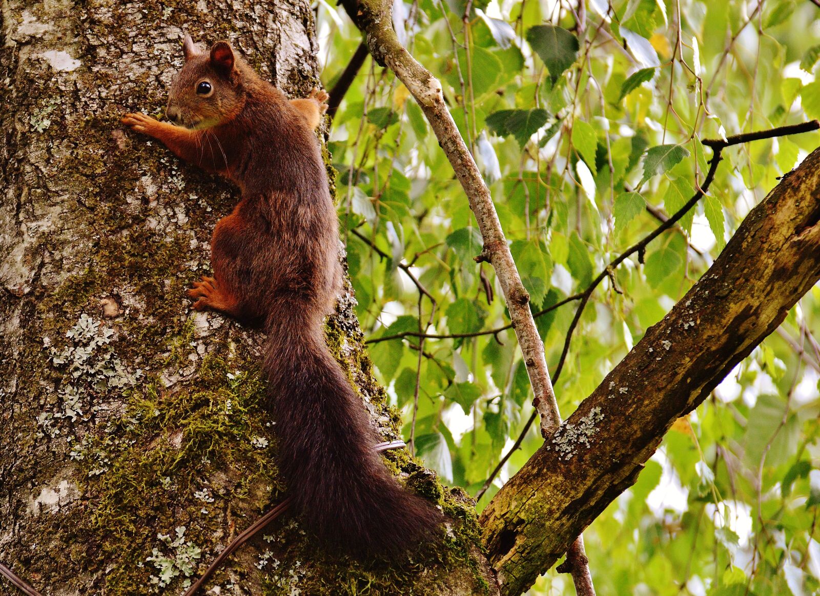 Nikon D3200 sample photo. Squirrel, nager, cute photography