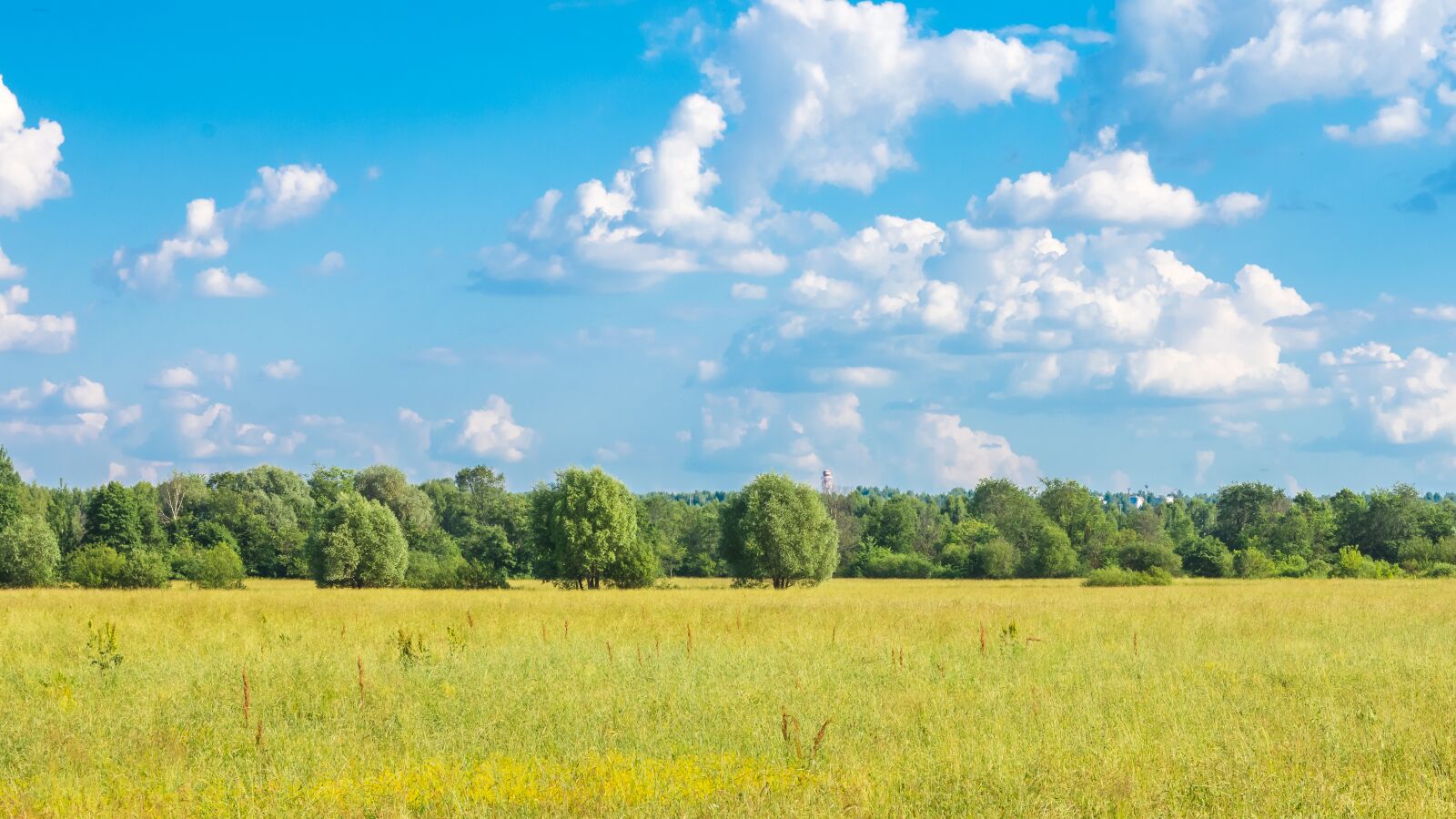 Nikon D7200 sample photo. Landscape, forest, trees photography