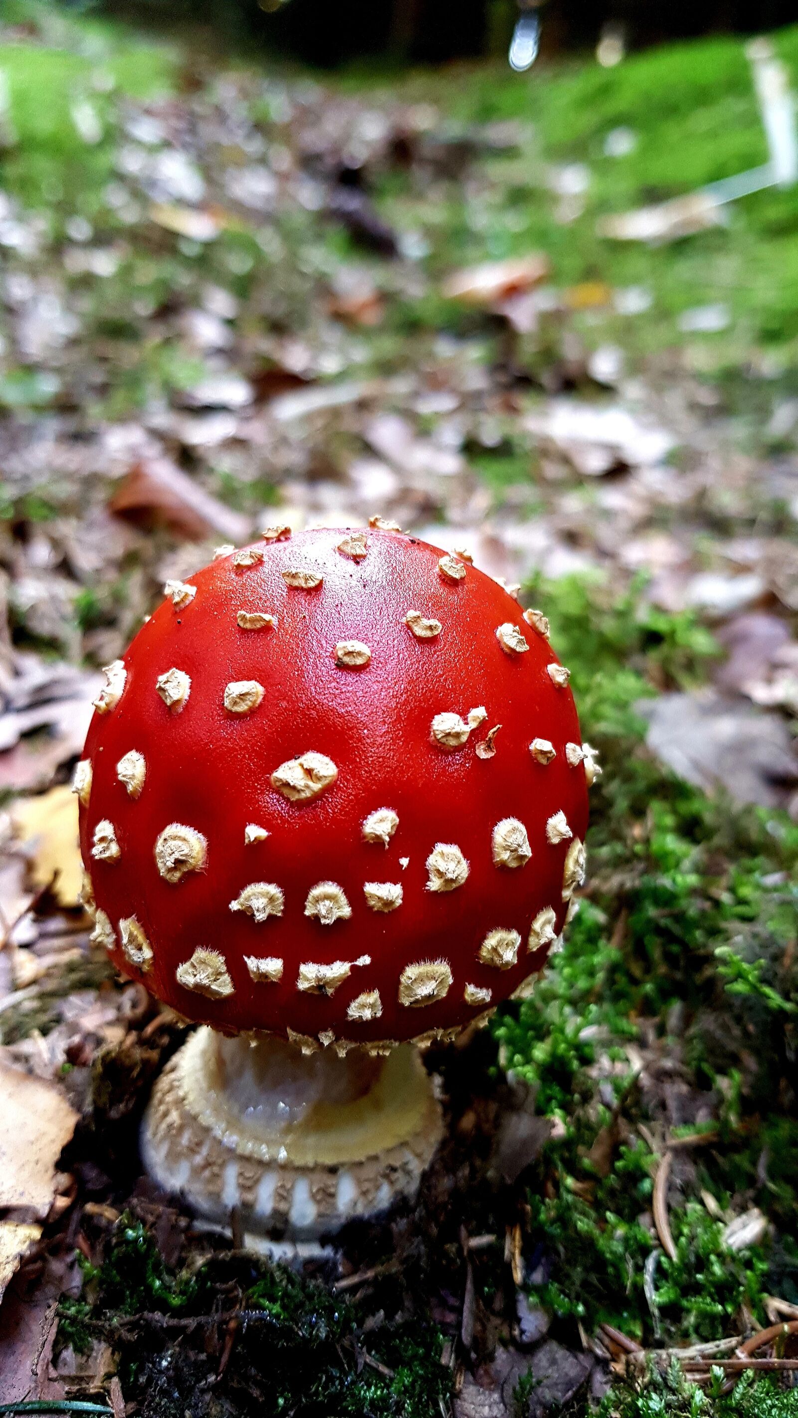 Samsung Galaxy S7 Edge sample photo. Fly agaric, toxic, moss photography