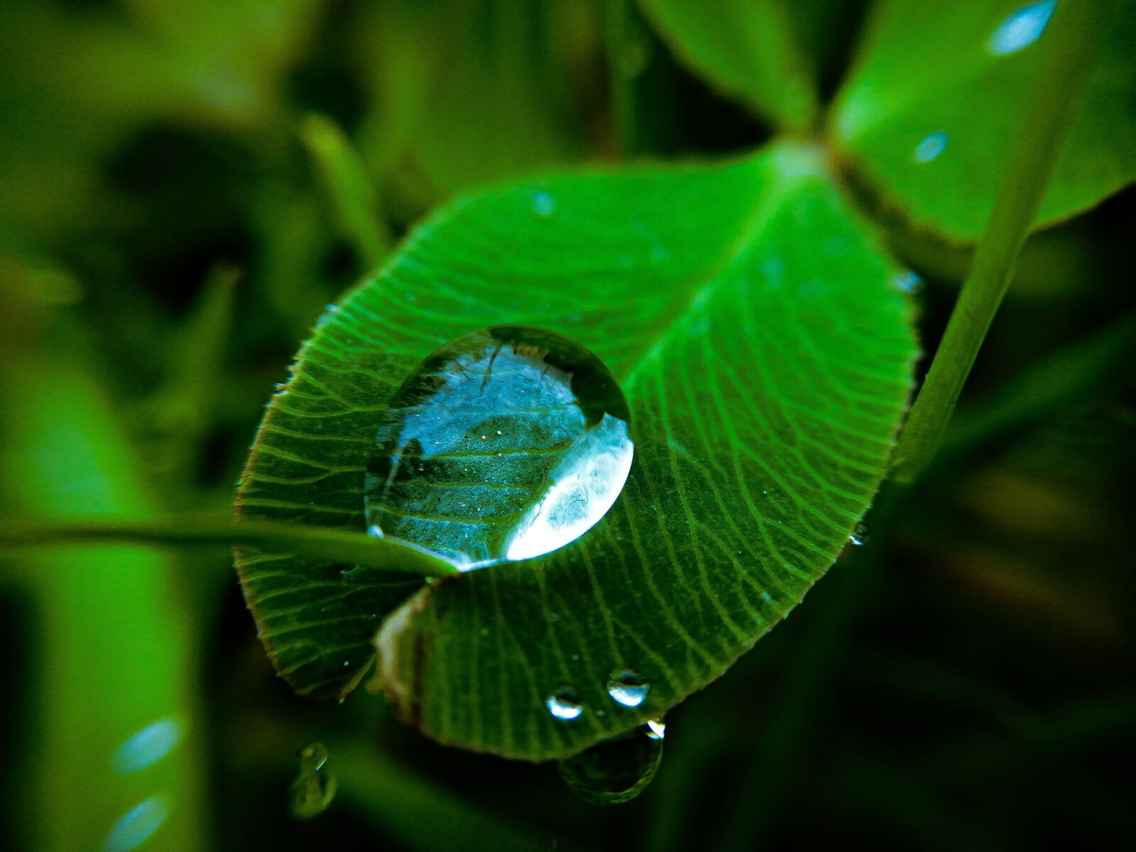 HUAWEI P SMART 2019 sample photo. Macro, drop, water photography