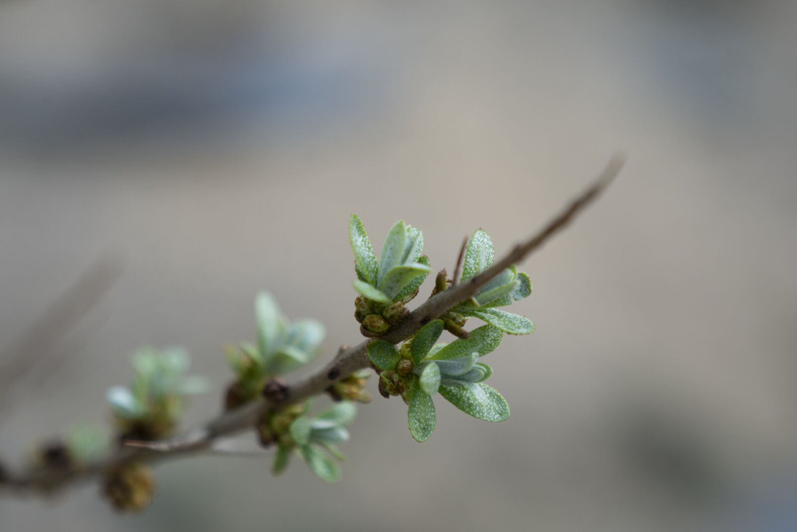 LEICA DG 12-60/F2.8-4.0 sample photo. Nature, leaf, plant photography