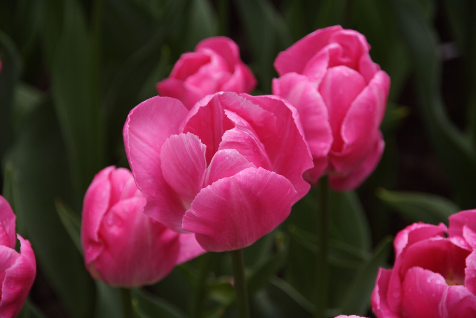 Canon EOS 350D (EOS Digital Rebel XT / EOS Kiss Digital N) sample photo. Tulip, tulip spring, flower photography