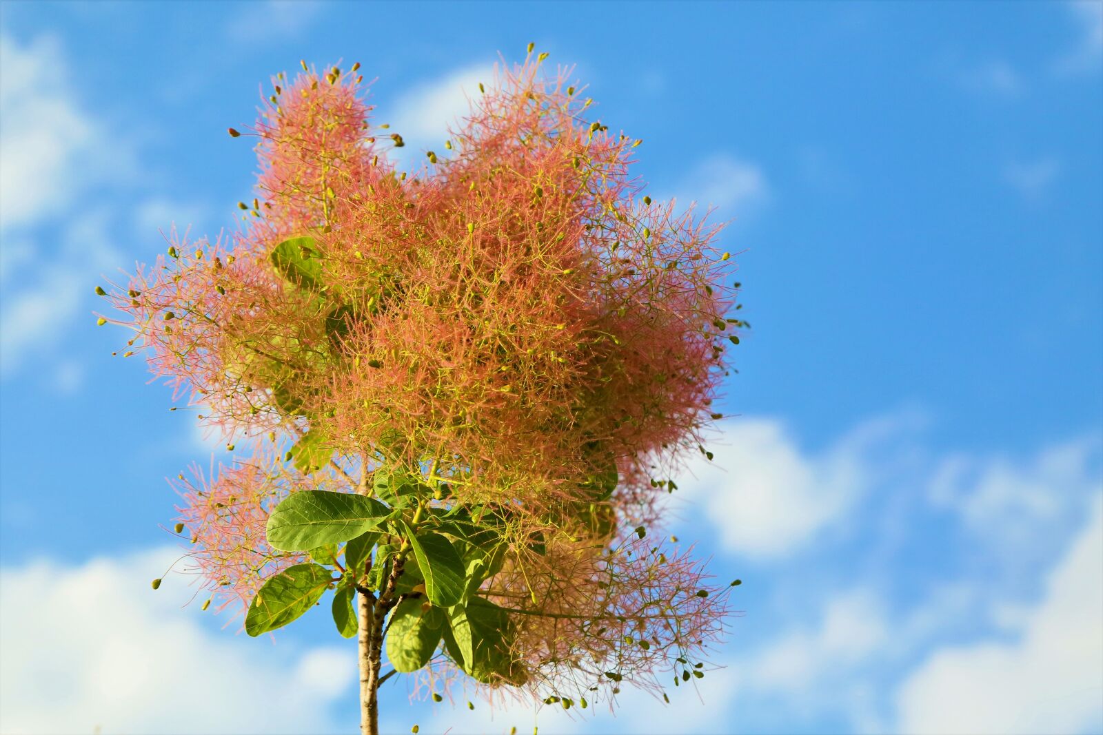 Canon EF 24-105mm F4L IS USM sample photo. Tree, flower, spring photography
