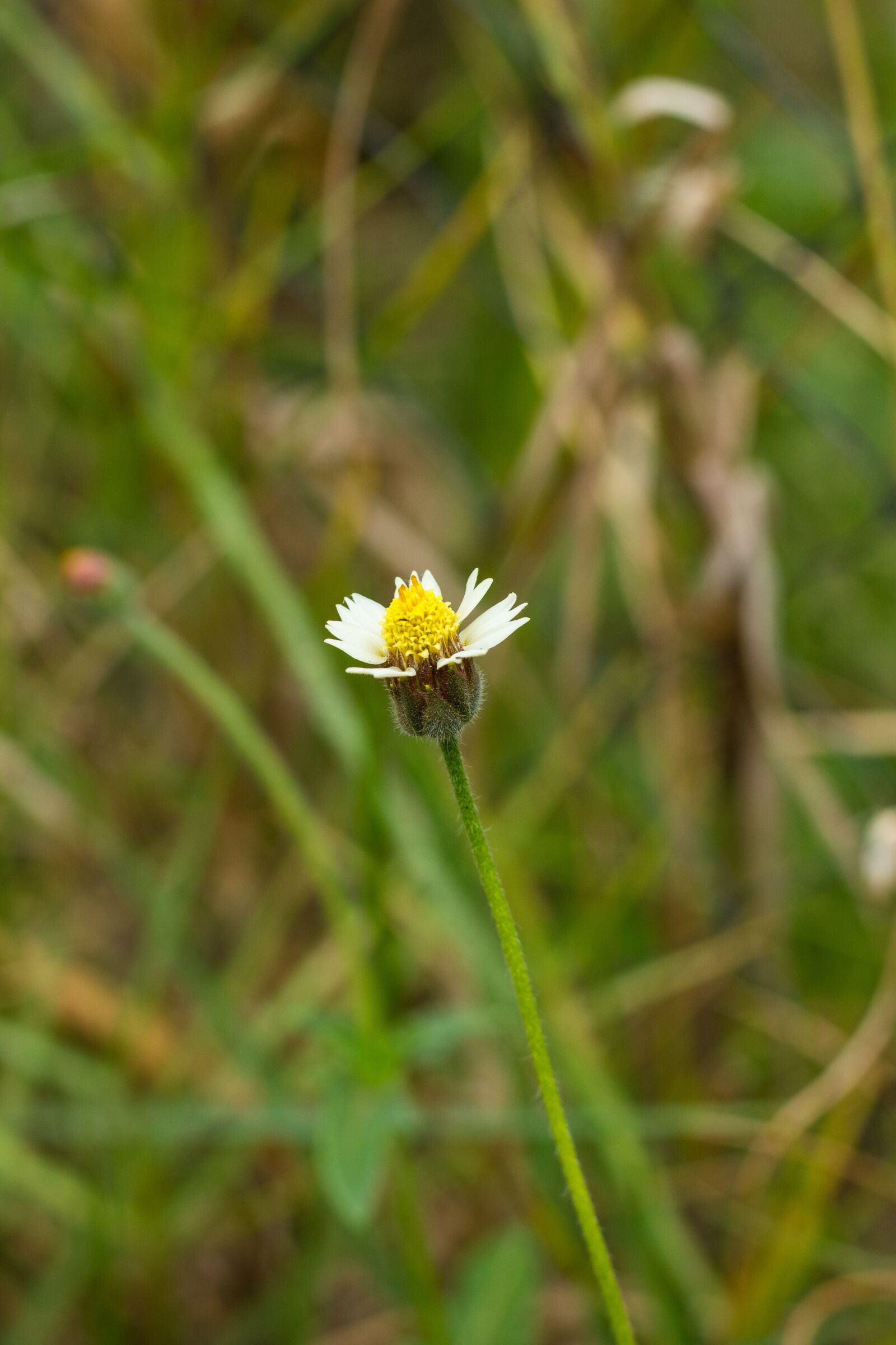 Canon EOS 700D (EOS Rebel T5i / EOS Kiss X7i) + Canon EF 50mm F1.8 STM sample photo. Leucanthemum vulgare, flower, flowers photography