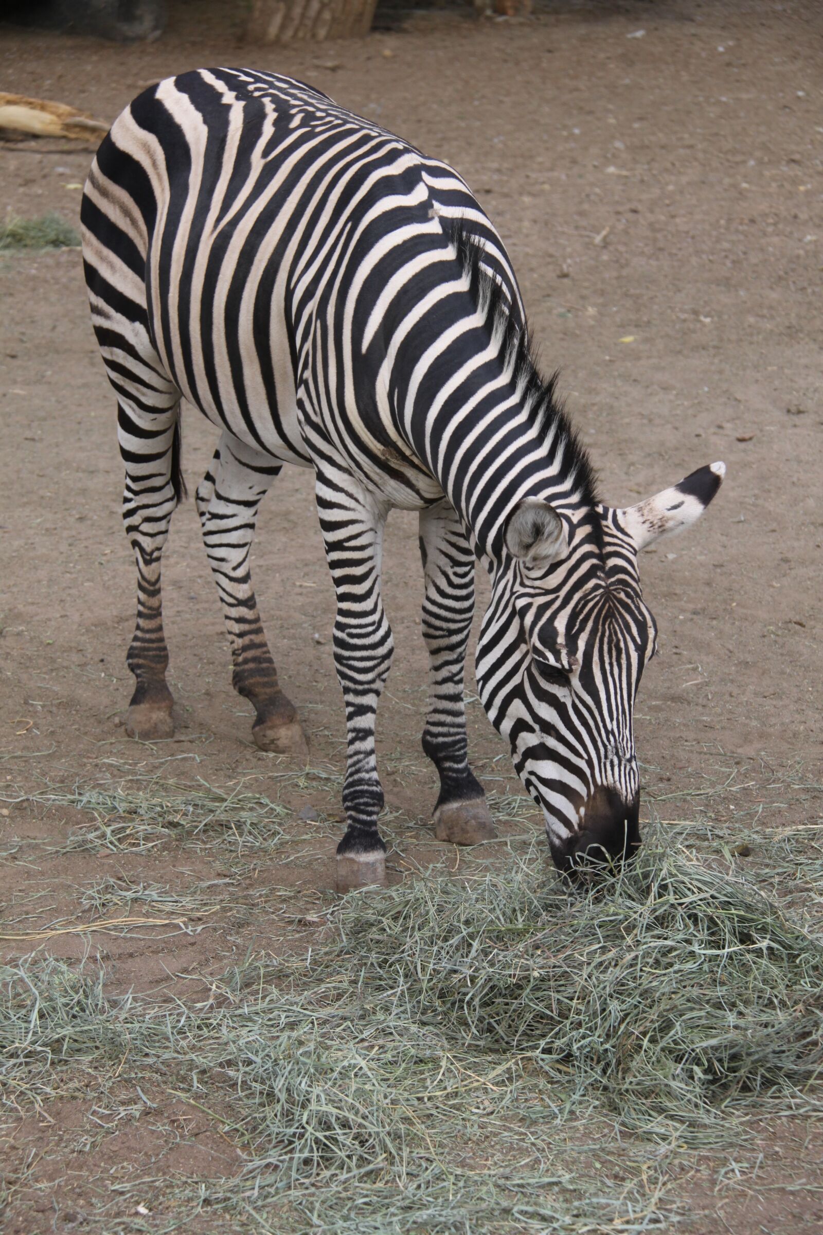 Canon EOS 500D (EOS Rebel T1i / EOS Kiss X3) sample photo. Zebra, hay, animal photography