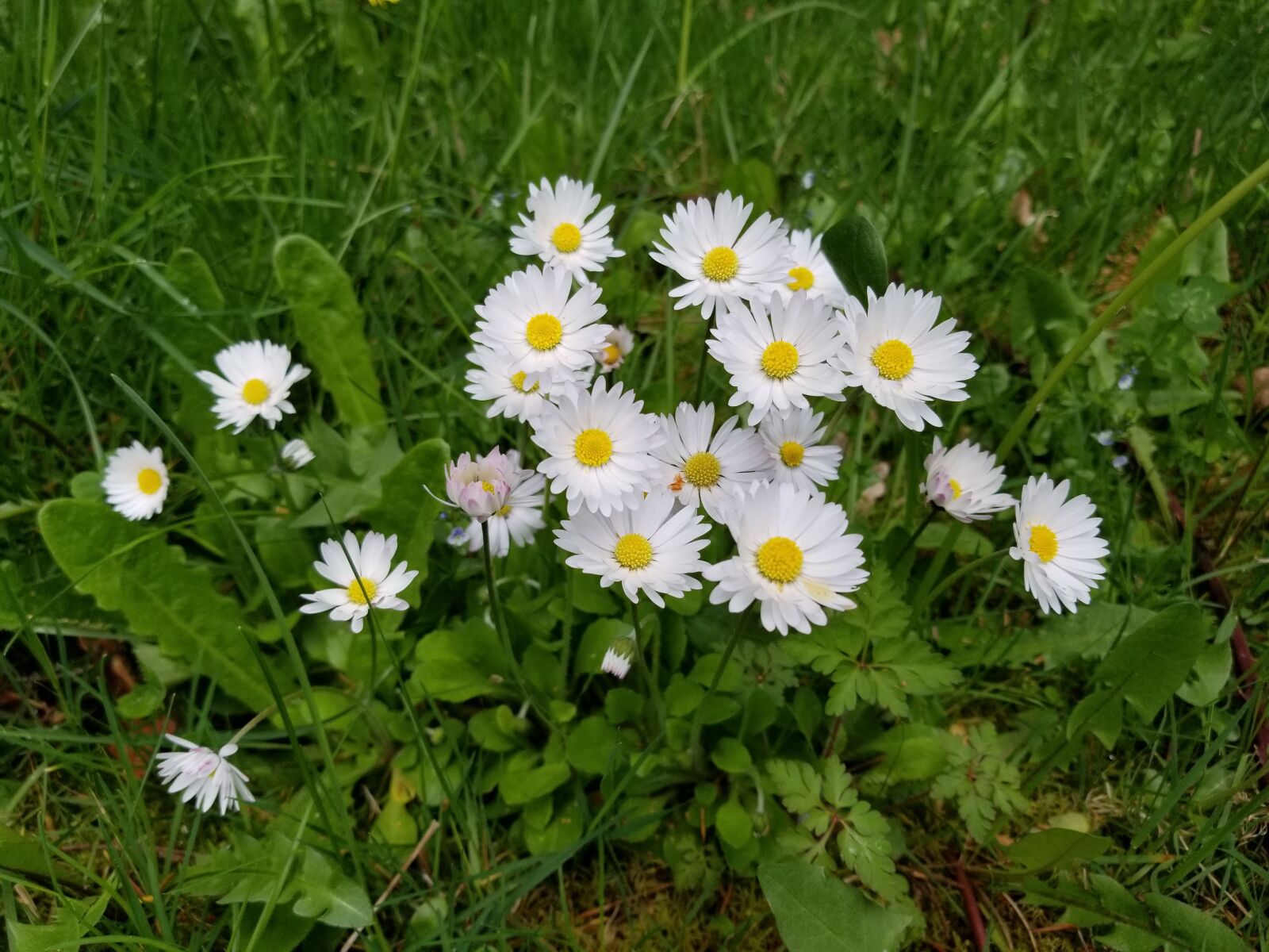 Samsung Galaxy S8 sample photo. Daisy, plant, daisies photography