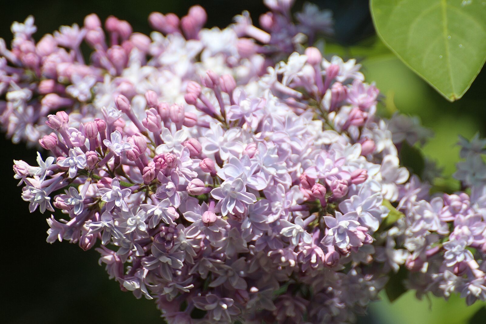 Canon EOS 600D (Rebel EOS T3i / EOS Kiss X5) sample photo. Lilac, syringa, genus photography