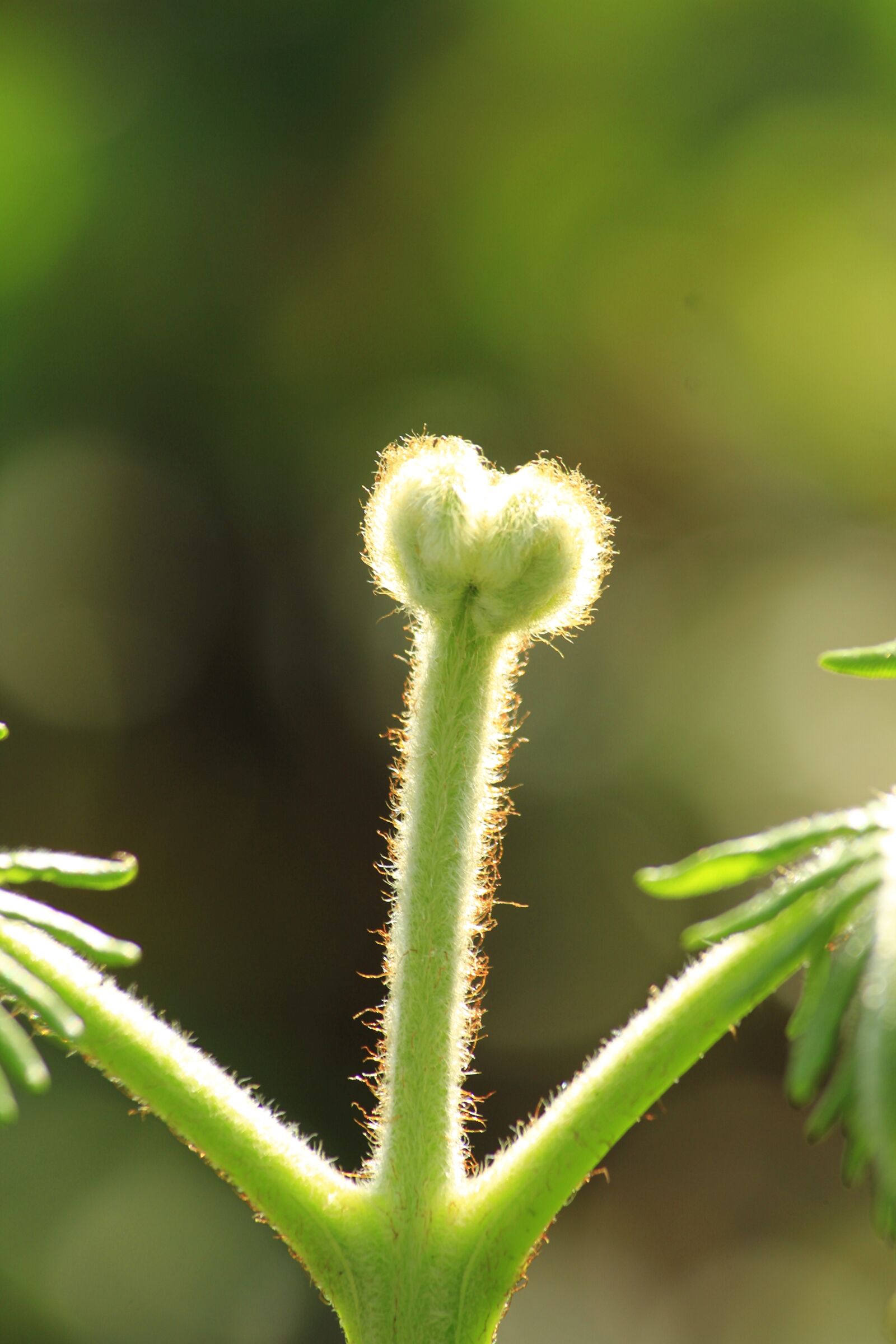 Canon EOS 550D (EOS Rebel T2i / EOS Kiss X4) sample photo. Frens, background photography