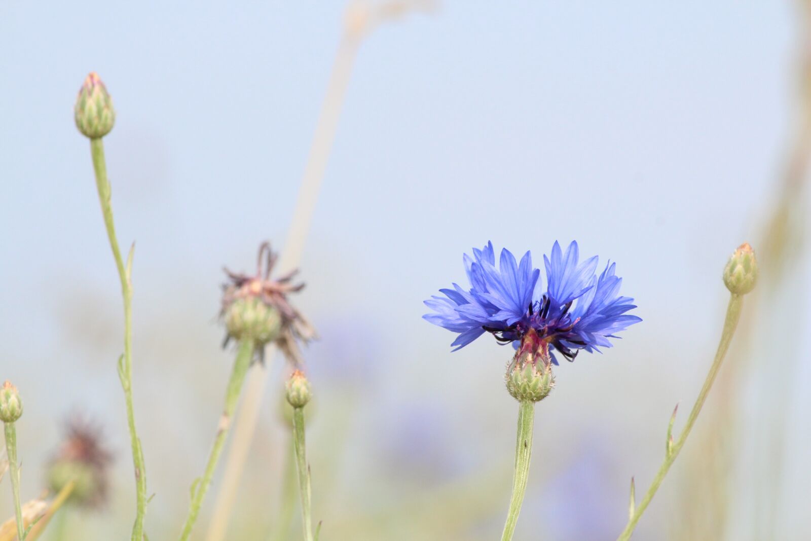 Canon EOS 600D (Rebel EOS T3i / EOS Kiss X5) + Canon EF-S 55-250mm F4-5.6 IS sample photo. Cornflower, blue, summer photography