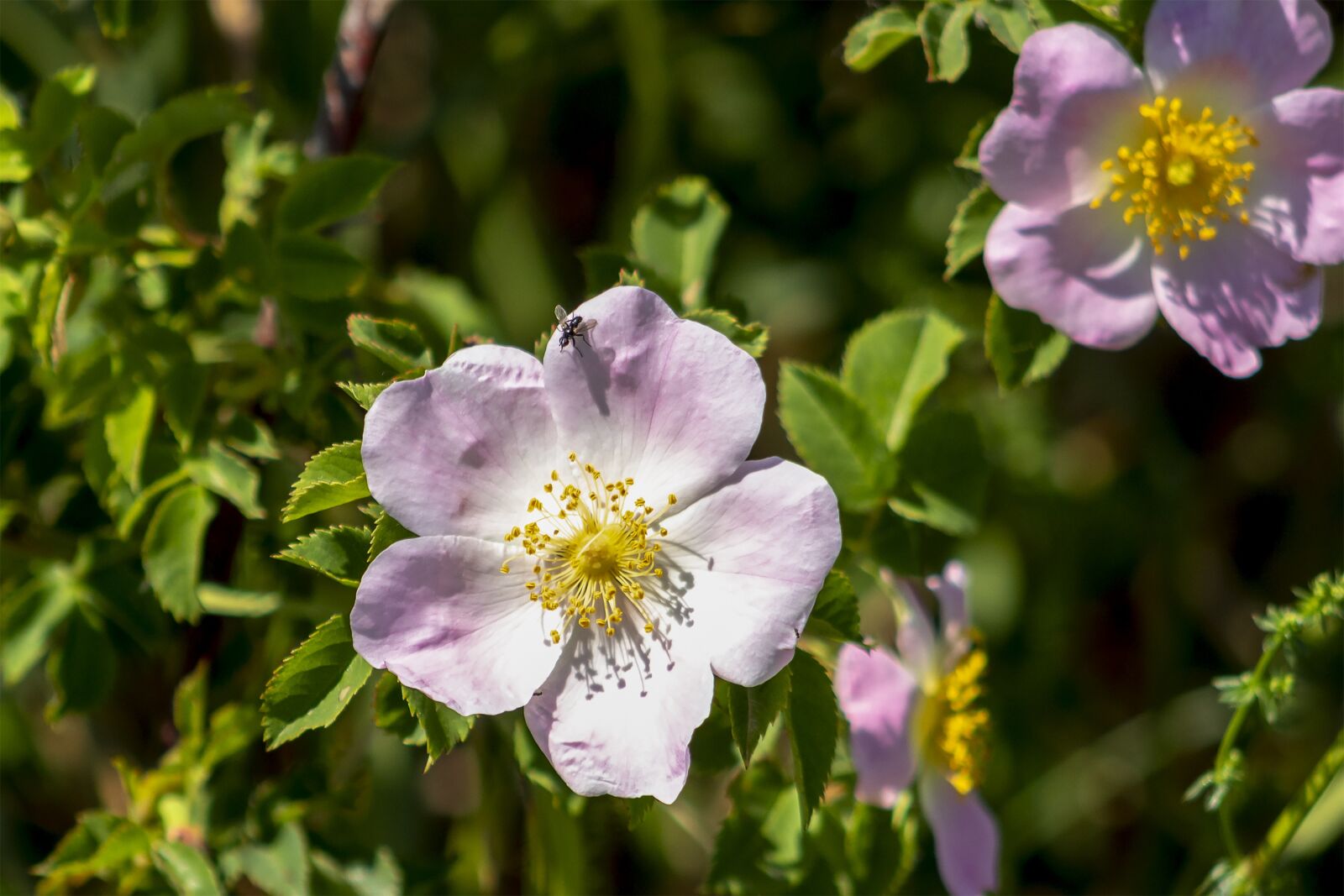 Canon EF75-300mm f/4-5.6 sample photo. Wildflower, rose, pink photography