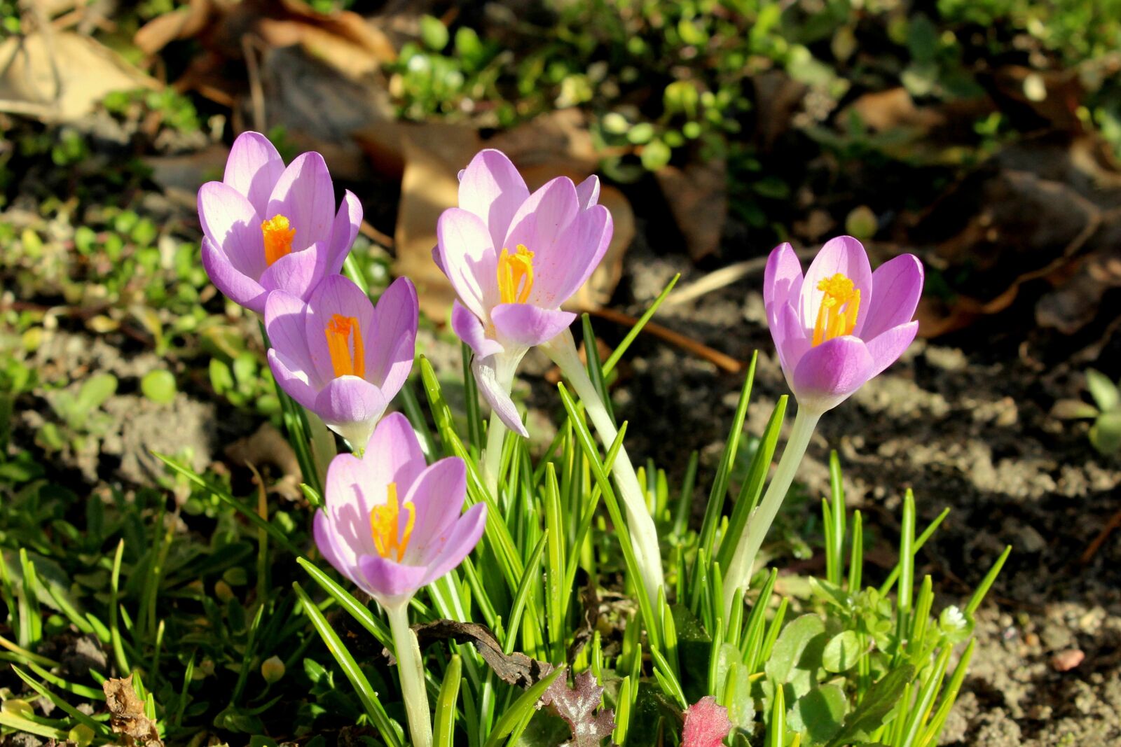 Canon EOS 1200D (EOS Rebel T5 / EOS Kiss X70 / EOS Hi) sample photo. Crocus, early spring, violet photography