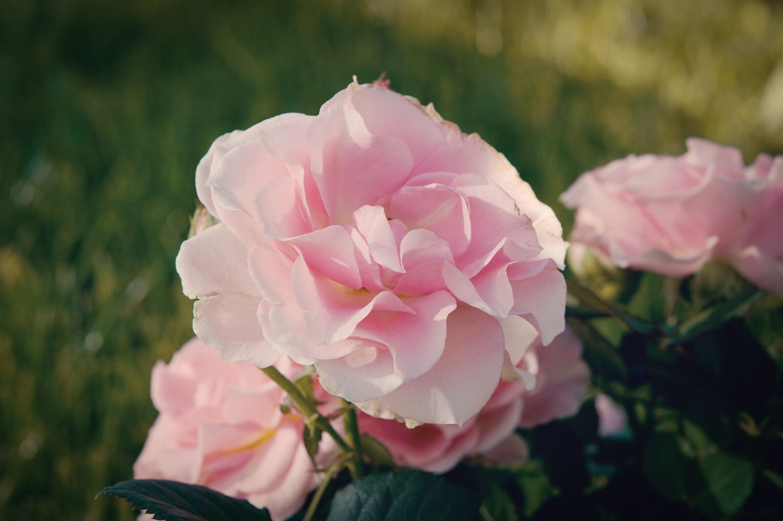 Nikon D7100 sample photo. Rose, pink, pink rose photography