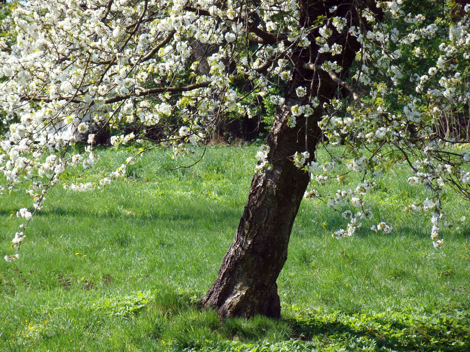 Sony Cyber-shot DSC-H50 sample photo. Flowering tree, flowers, spring photography