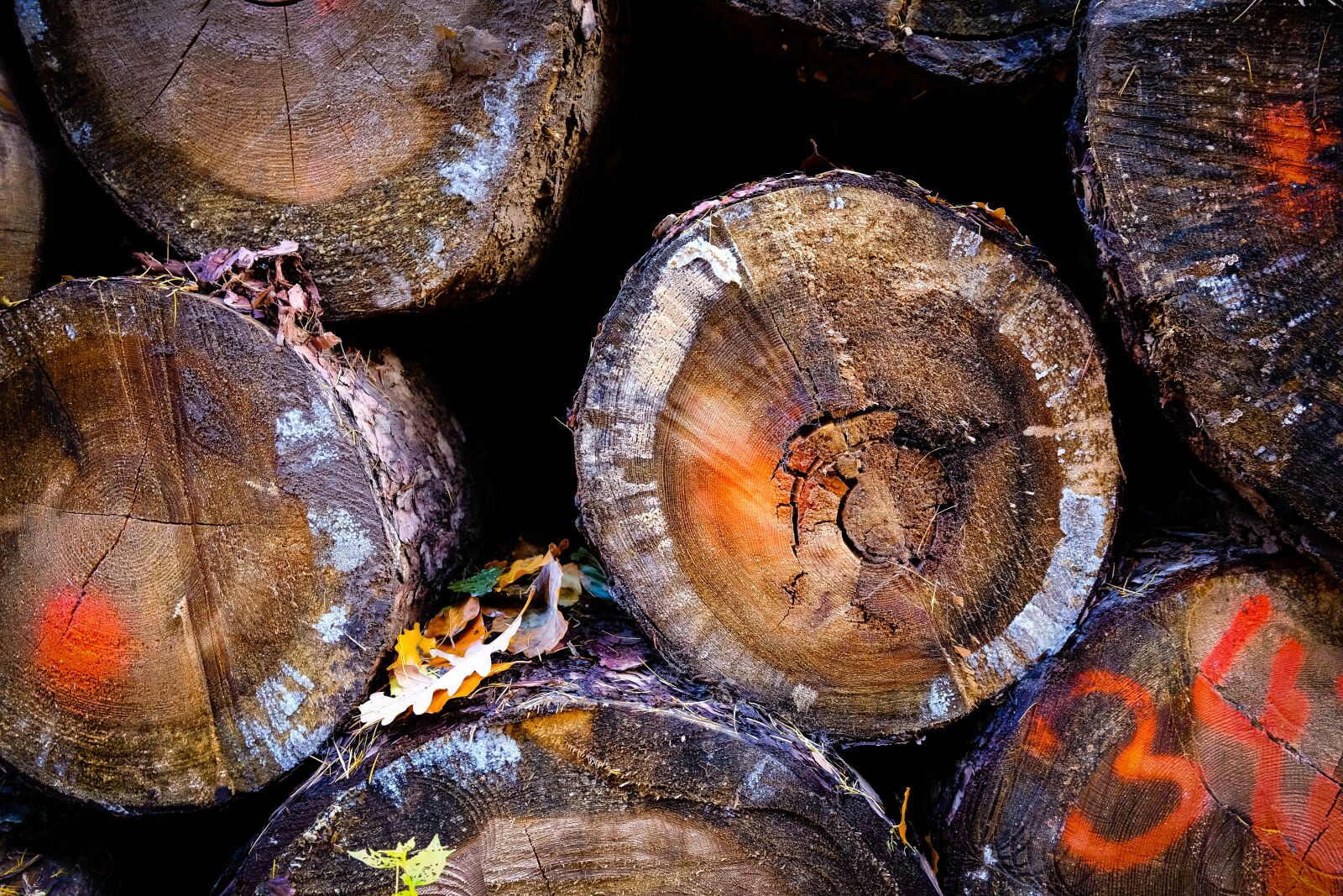 Fujifilm XF 18-55mm F2.8-4 R LM OIS sample photo. Wood, log, nature photography