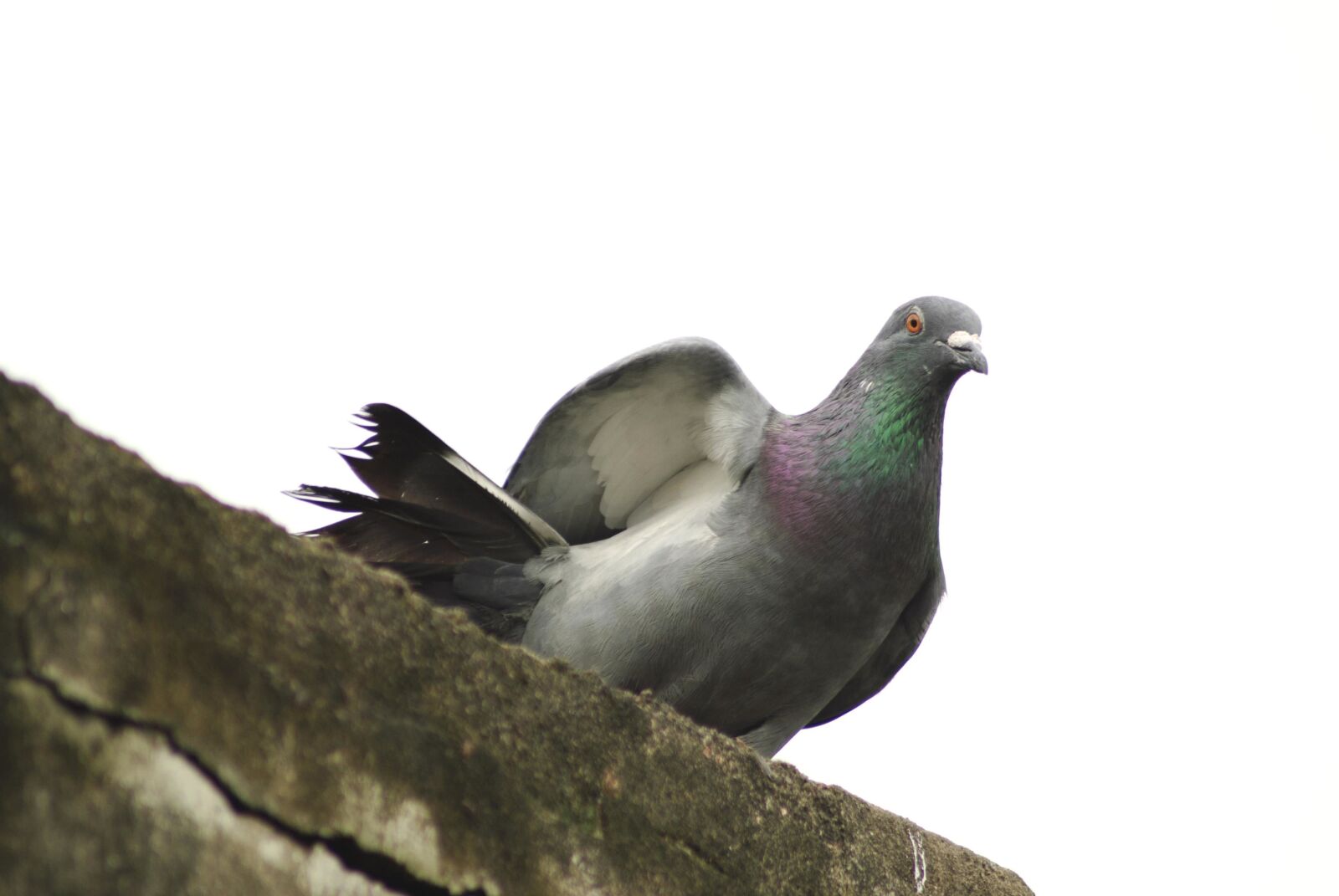 Nikon D3000 sample photo. Pigeon, wall, sky, bird photography
