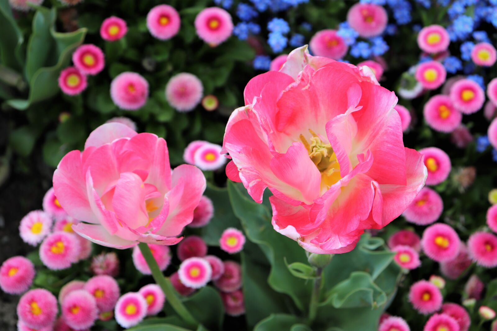 Canon EOS 200D (EOS Rebel SL2 / EOS Kiss X9) sample photo. Pink tulips, pink daisy photography