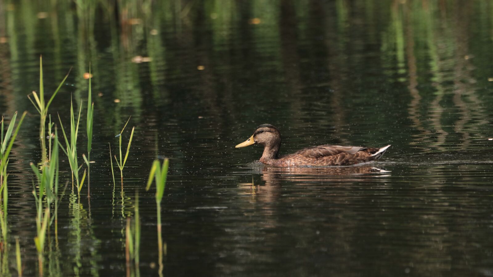 150-600mm F5-6.3 DG OS HSM | Contemporary 015 sample photo. Duck, lake, water photography
