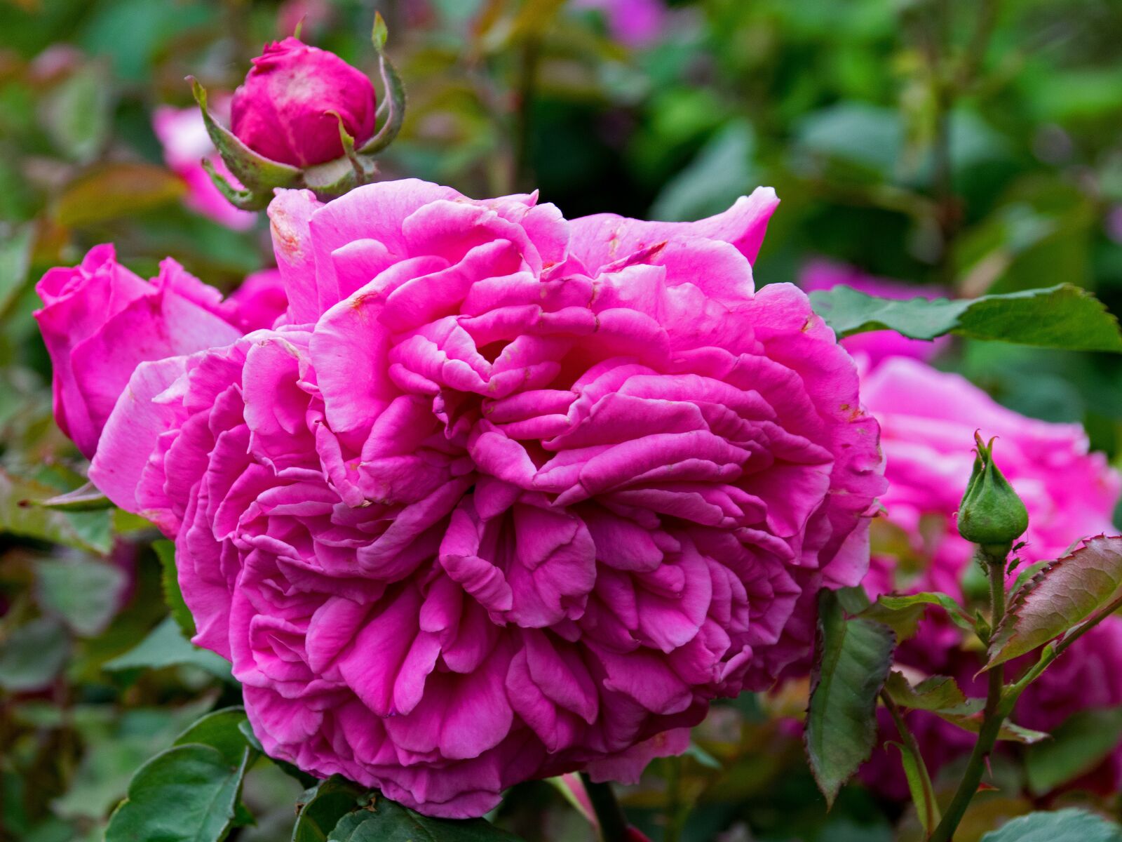 Nikon D5300 sample photo. Rose, dr, georges martin photography