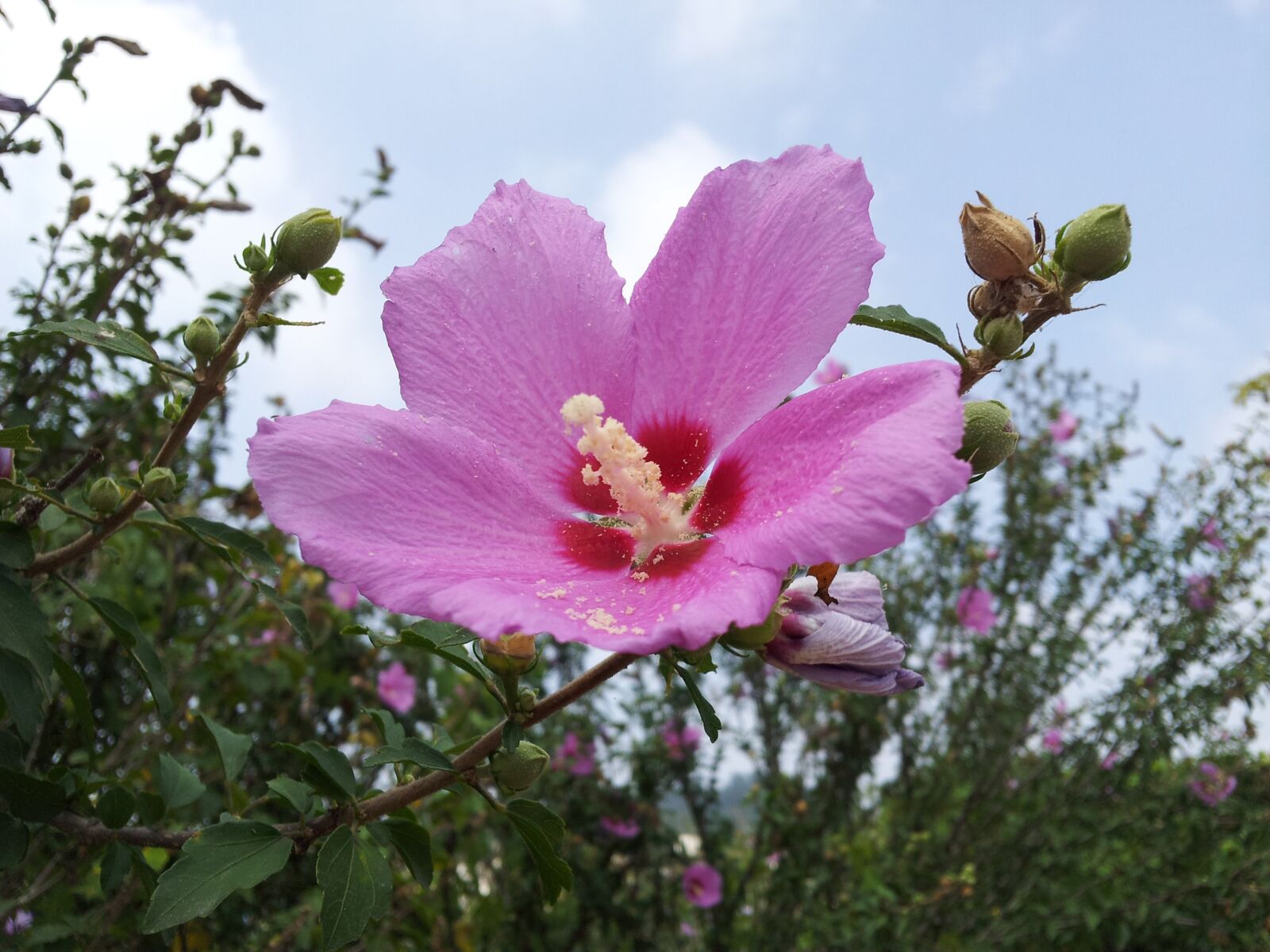Samsung Galaxy S2 sample photo. Rose of sharon, hibiscus, 무궁화 photography
