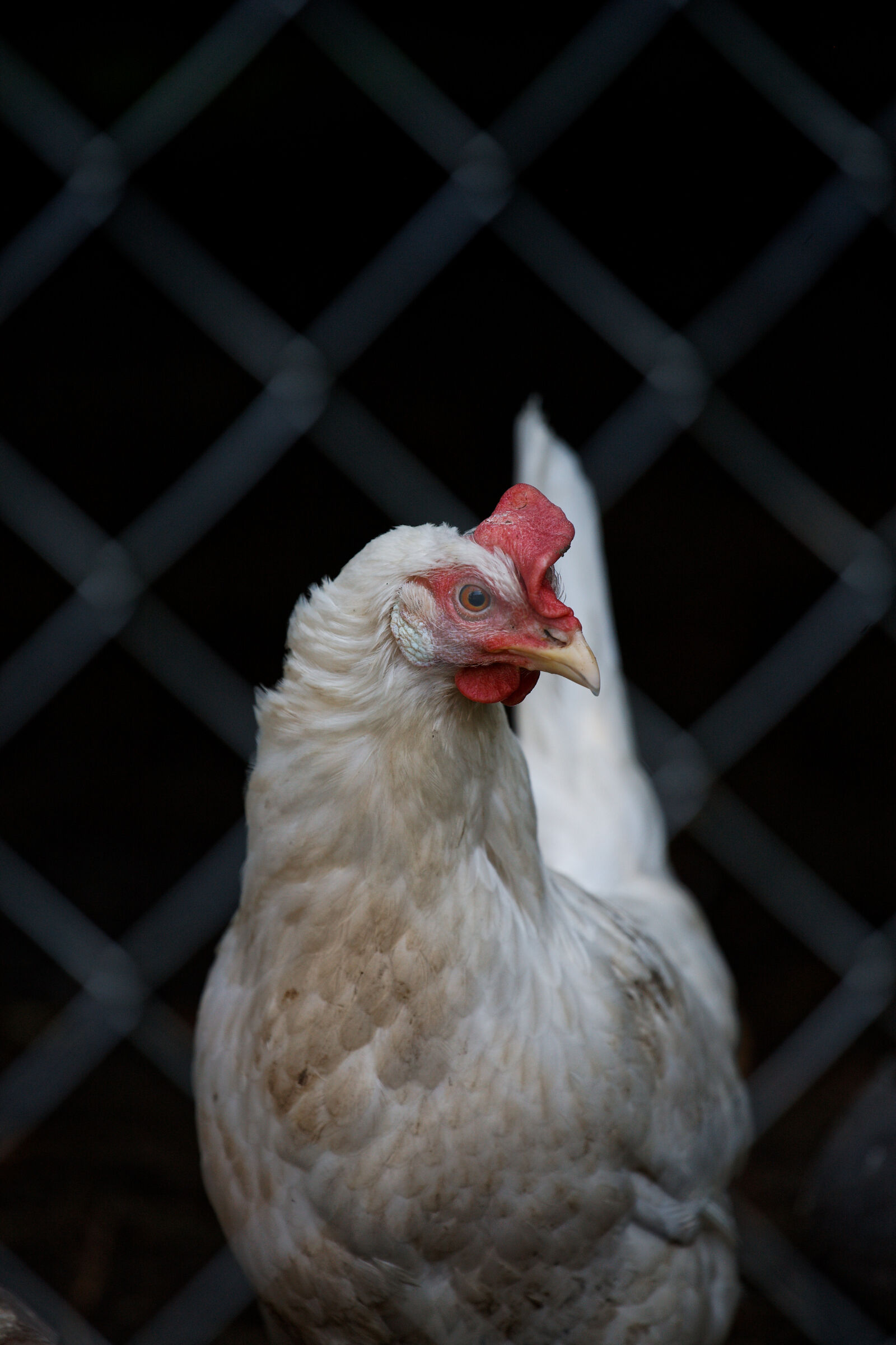 Canon EOS-1D Mark III sample photo