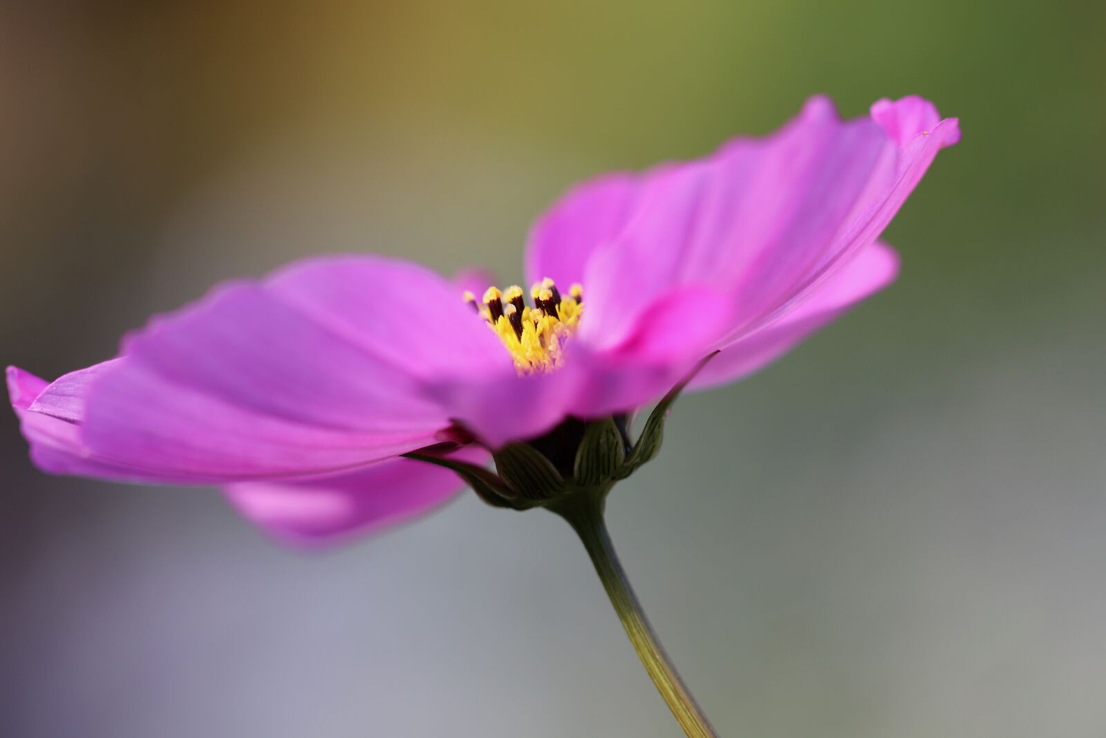 Canon EOS 800D (EOS Rebel T7i / EOS Kiss X9i) sample photo. Cosmea, blossom, bloom photography