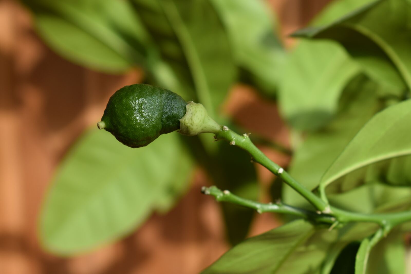 Nikon D3400 sample photo. Lemon, young, green photography