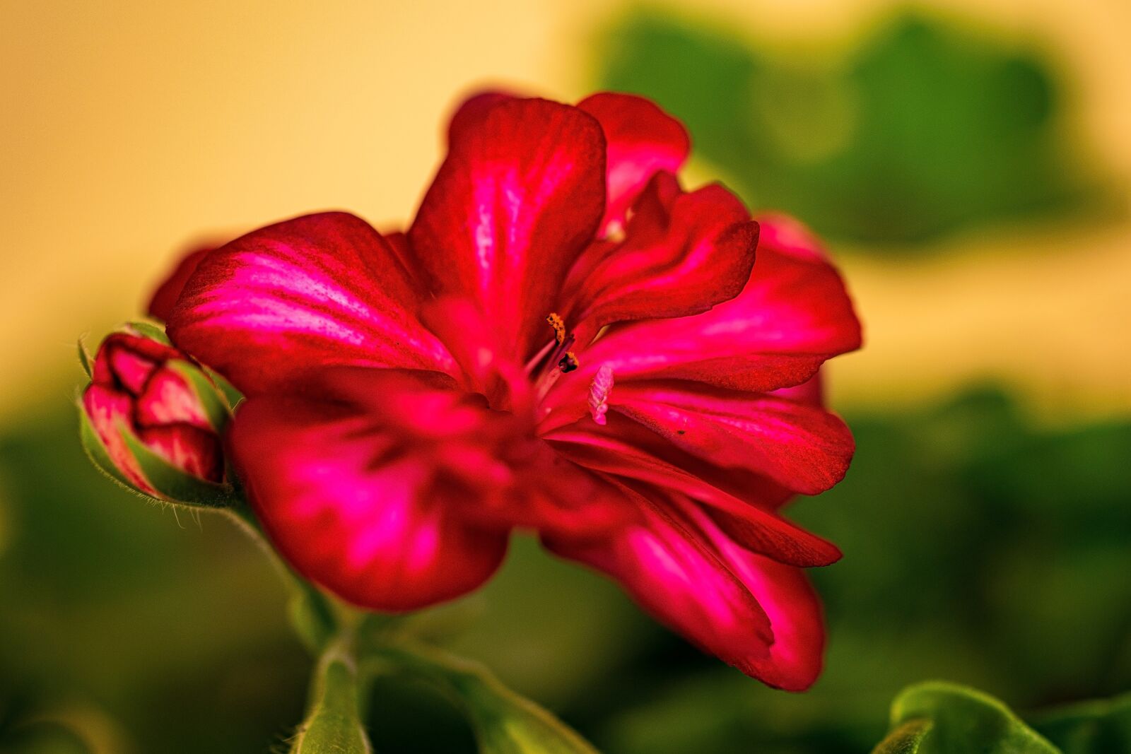 Nikon D5300 sample photo. Nutmeg, flower, plant photography