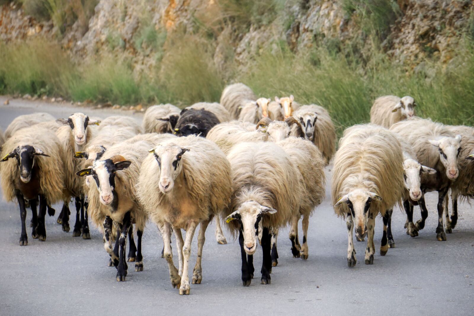Panasonic Lumix DMC-GX8 sample photo. Sheep, road, landscape photography