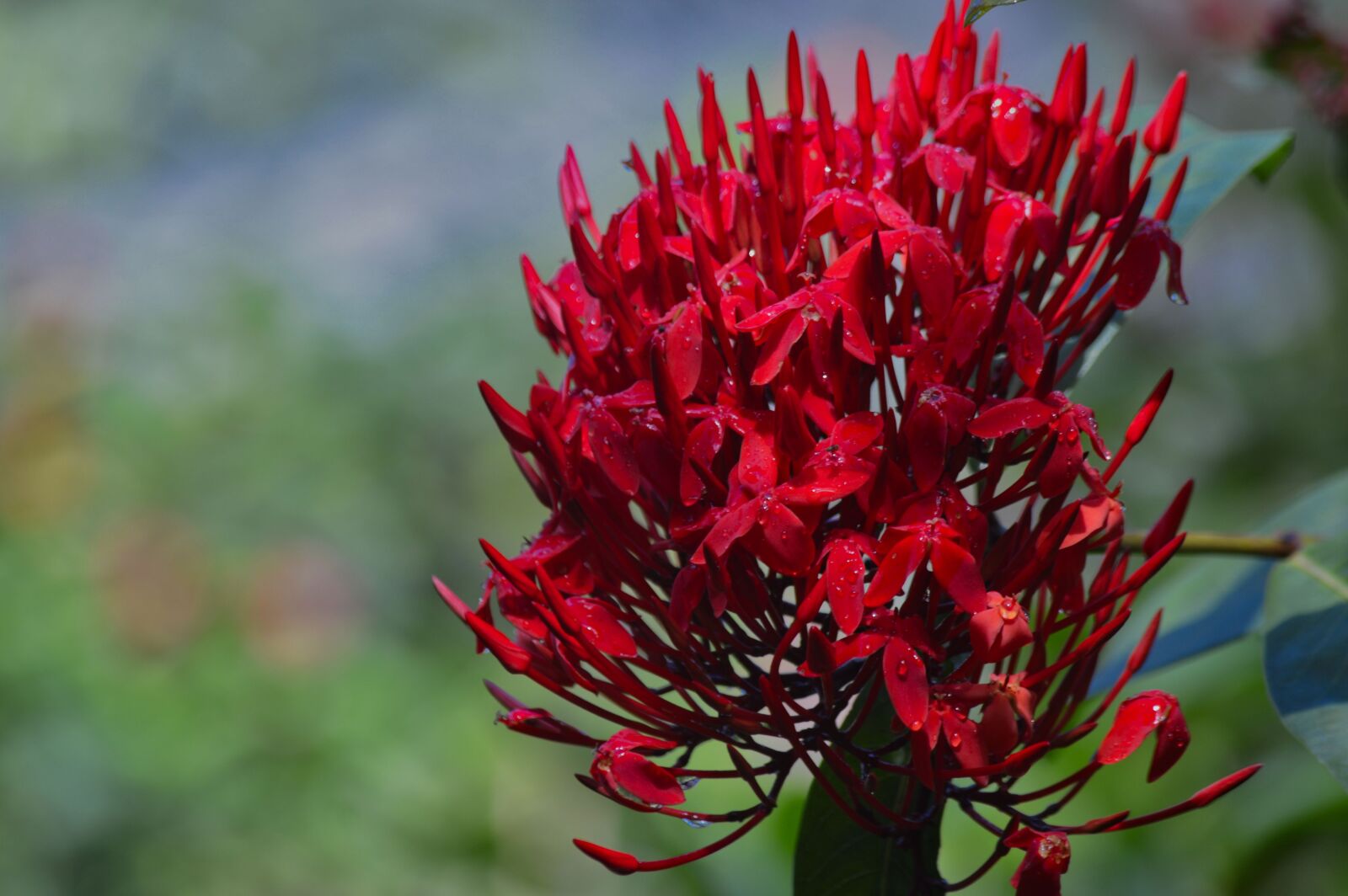 Nikon D3200 sample photo. Costa rica, plant, flower photography