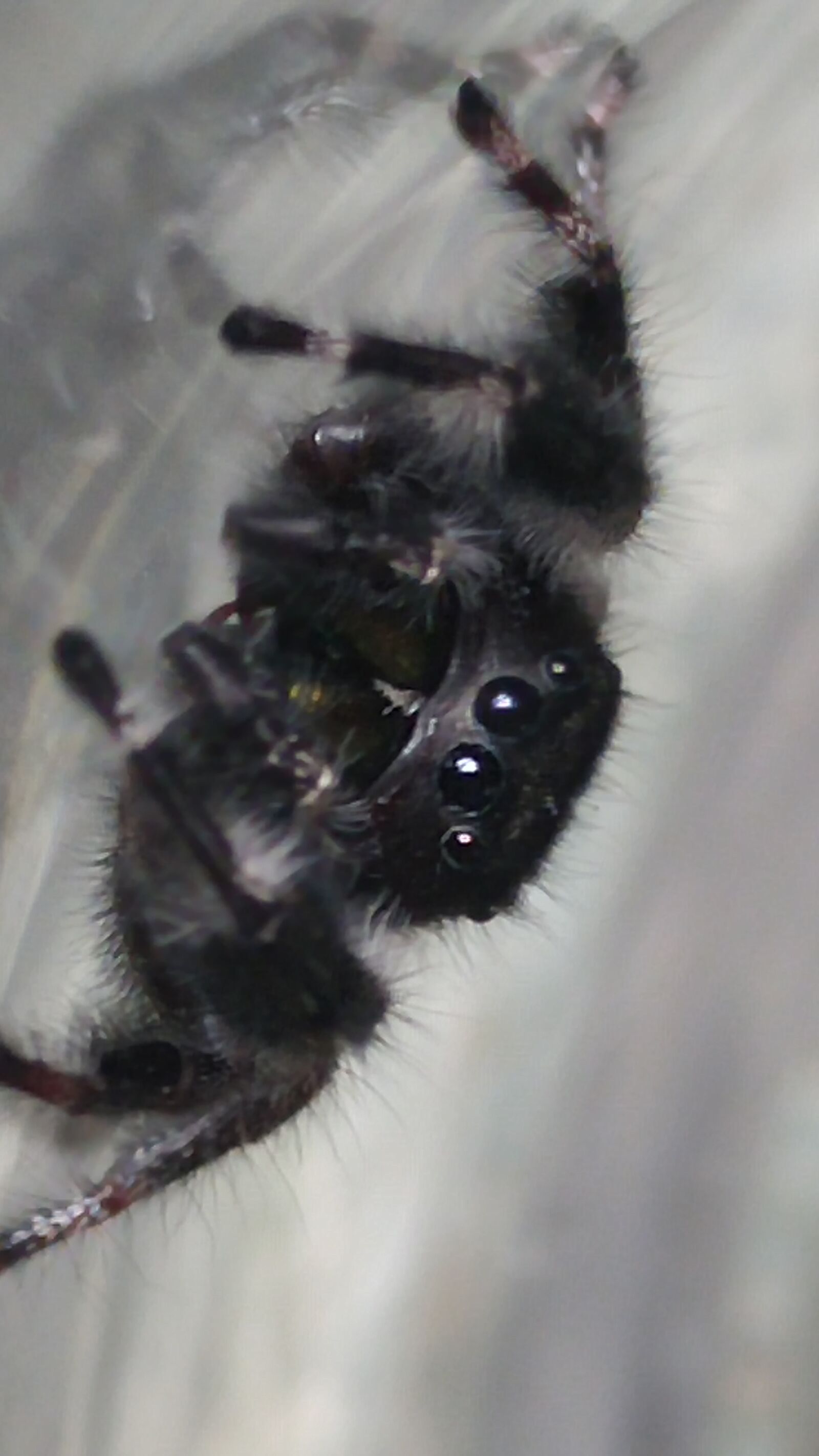 LG G4 sample photo. Spider, closeup, eyes photography