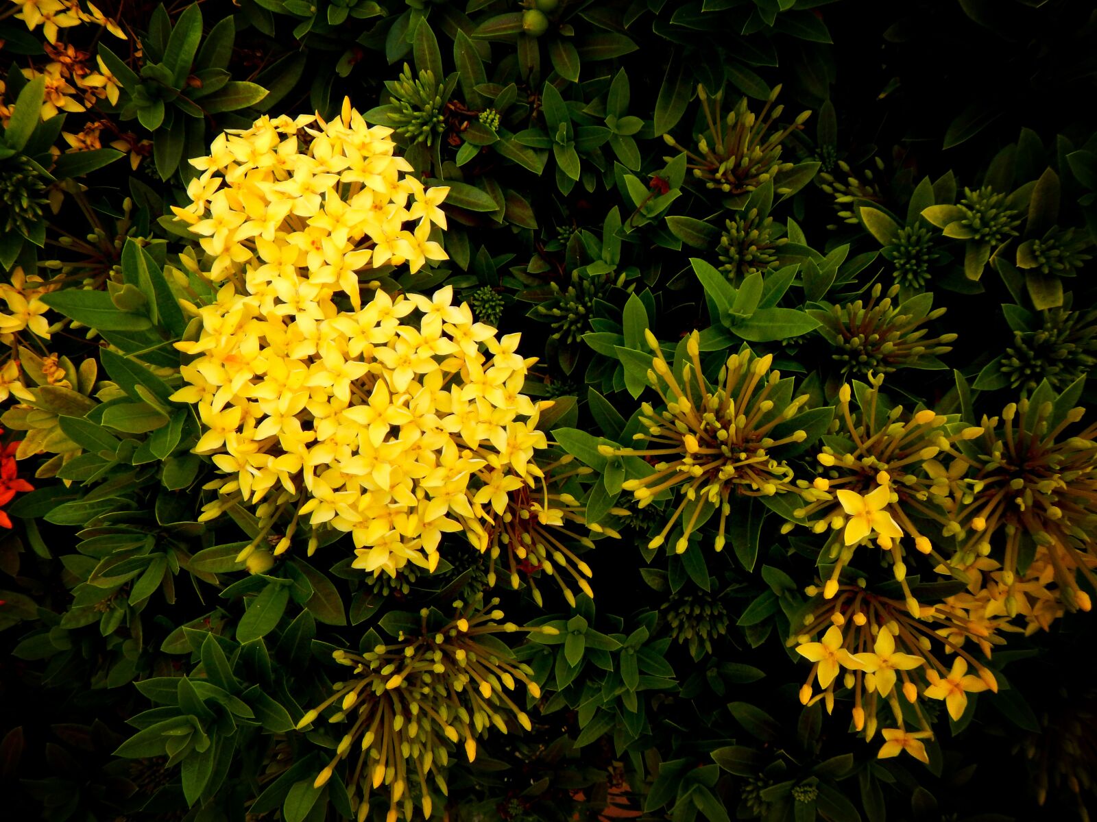 Nikon Coolpix AW110 sample photo. Ixoras, azahar de la photography