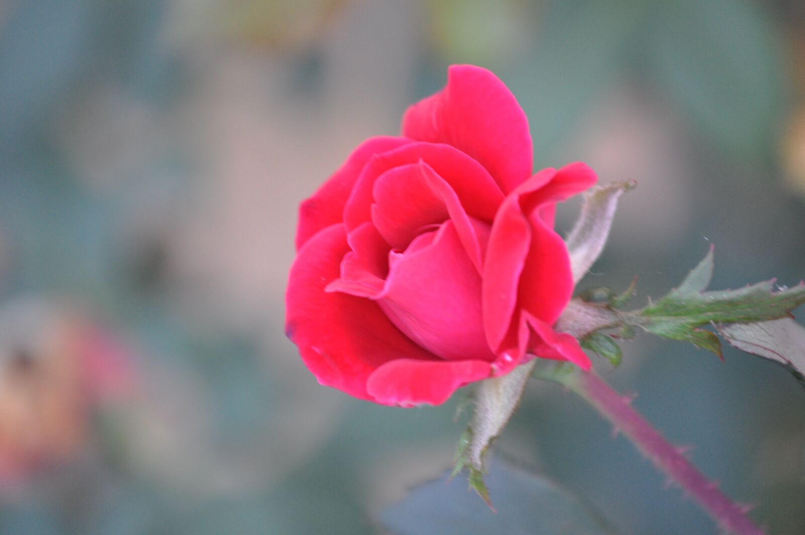 Nikon D5000 sample photo. Knock out, rose, texas photography