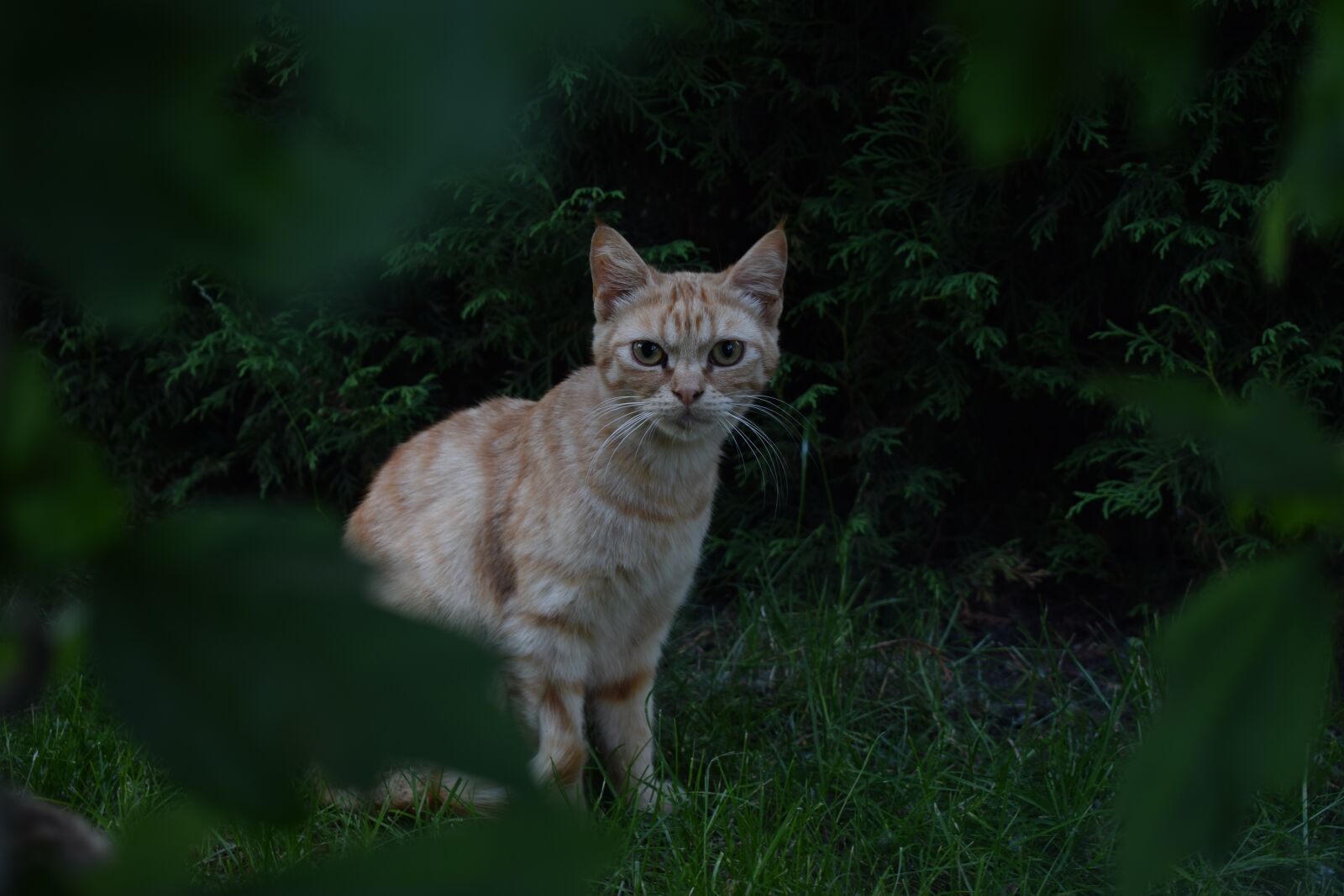 Nikon D5300 sample photo. Cat, anger, animals photography