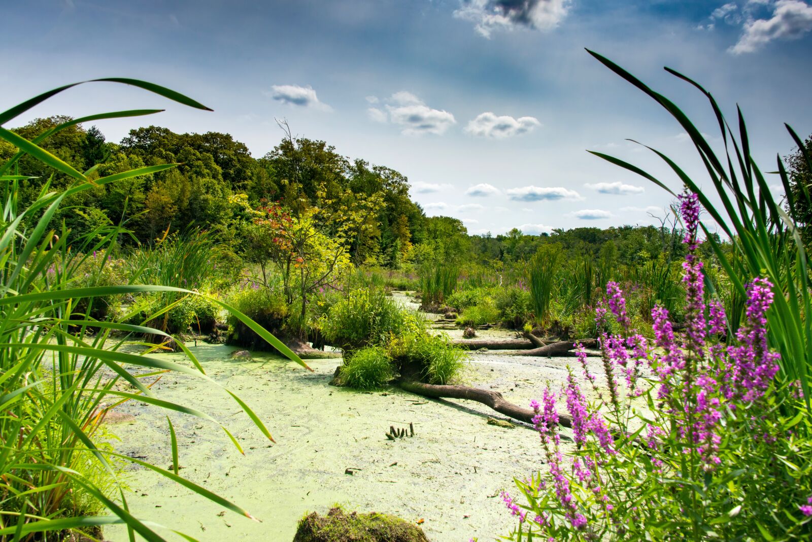 Nikon D800 sample photo. Swamp, nature, water photography