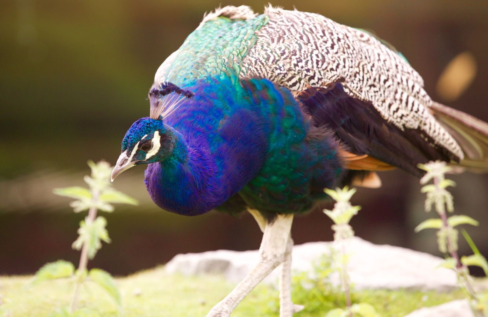 Canon EOS 5D Mark III sample photo. Peacock, pen, bird photography