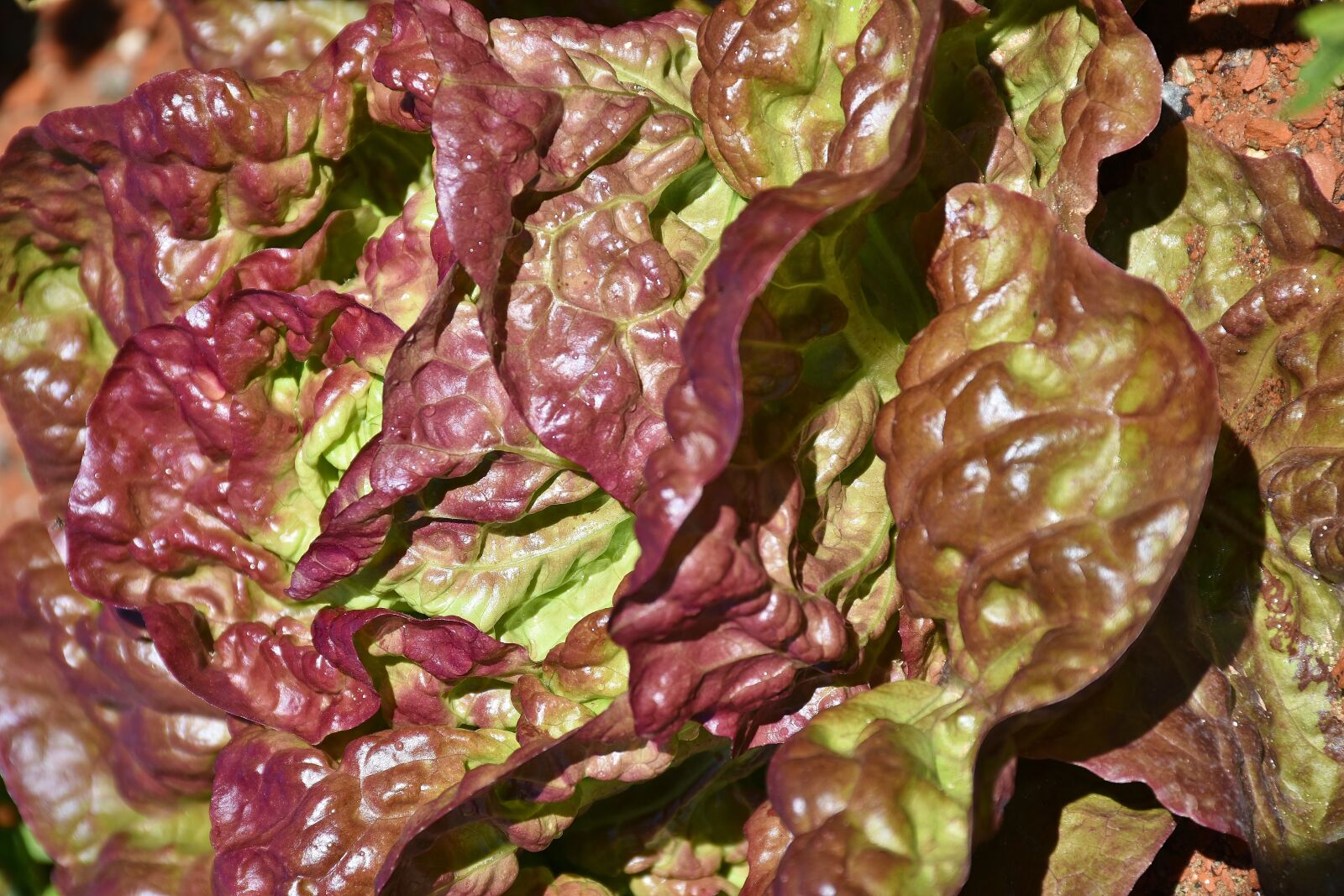 Nikon D7200 sample photo. Lollo rosso, cut salad photography