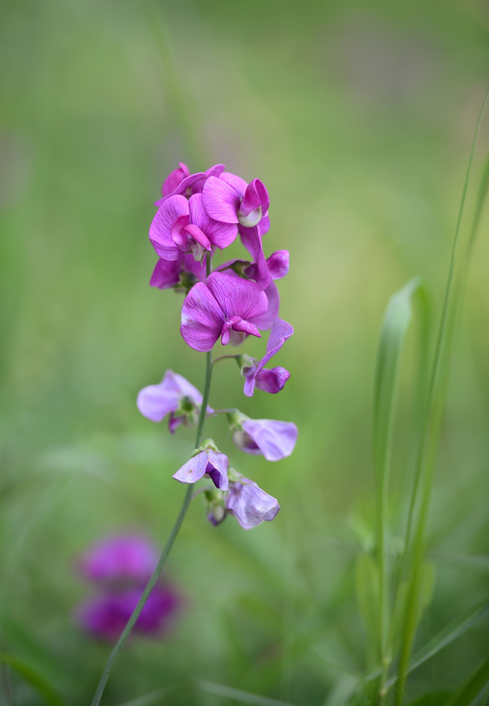 Nikon D800 sample photo. Flowers, pink, nature photography
