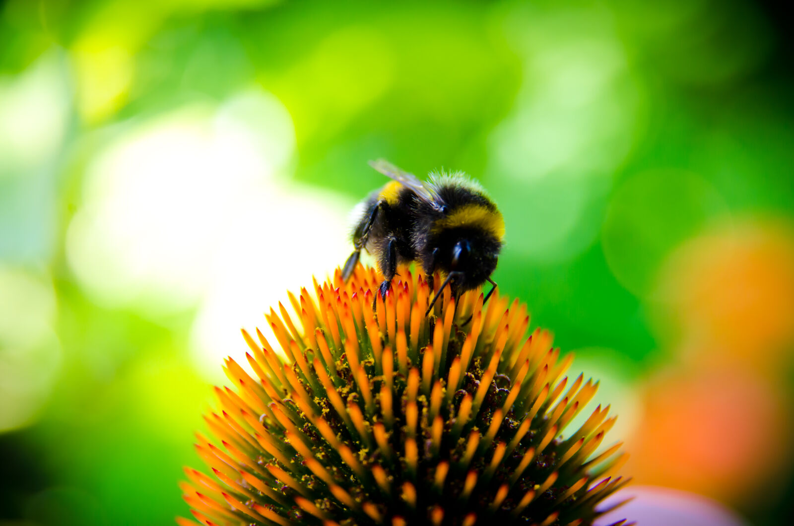 Nikon D7000 sample photo. Bee, bee, collectiong, pollen photography