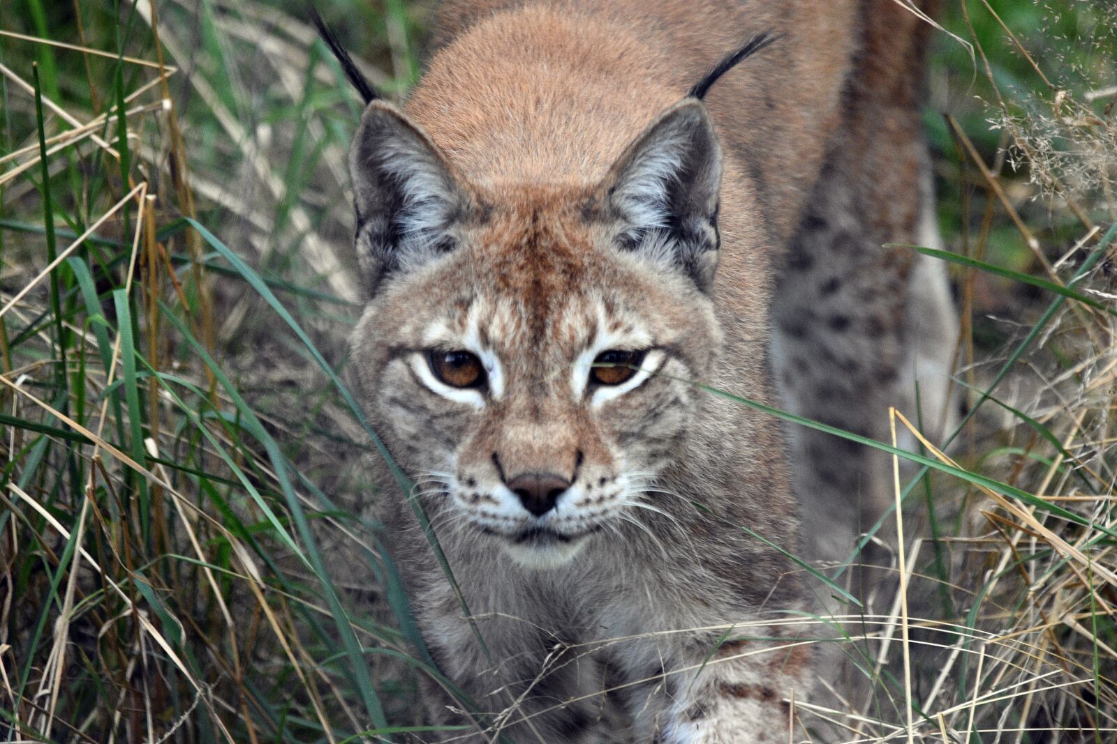 Nikon D3400 sample photo. Lynx, animal, cat photography