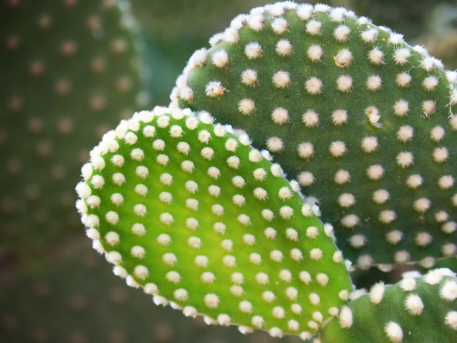 Panasonic DMC-FZ62 sample photo. Cactus, skewers, shovels photography