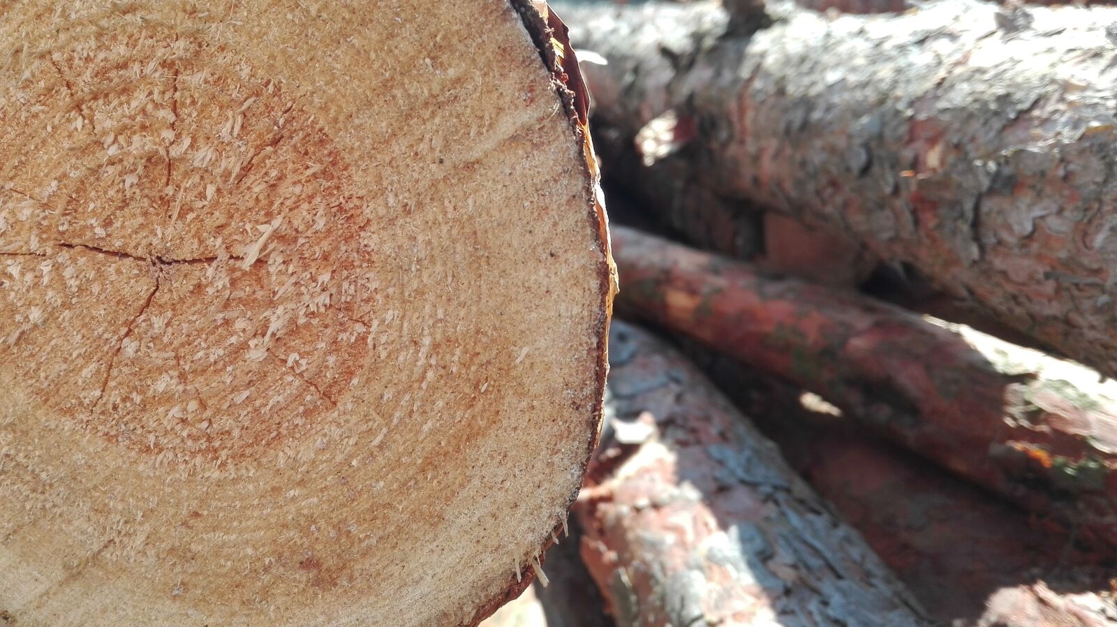 HUAWEI Cherry Mini sample photo. Blockhouse, wood, felling photography